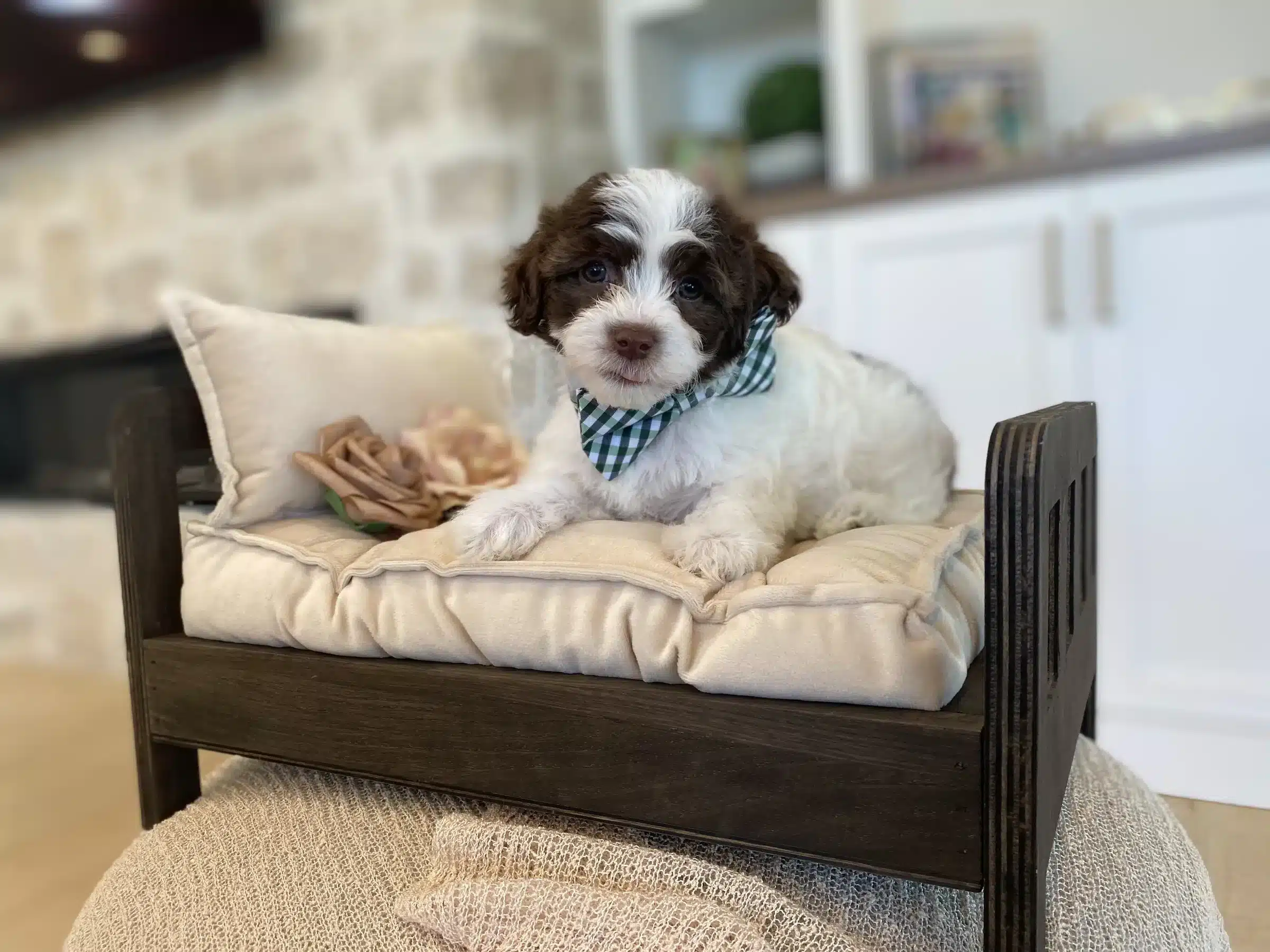 Brown and White Family Puppy in Plaid Bow Tie | Sage Puppies Brown and white puppy wearing a green plaid bow tie on a cushioned miniature bed