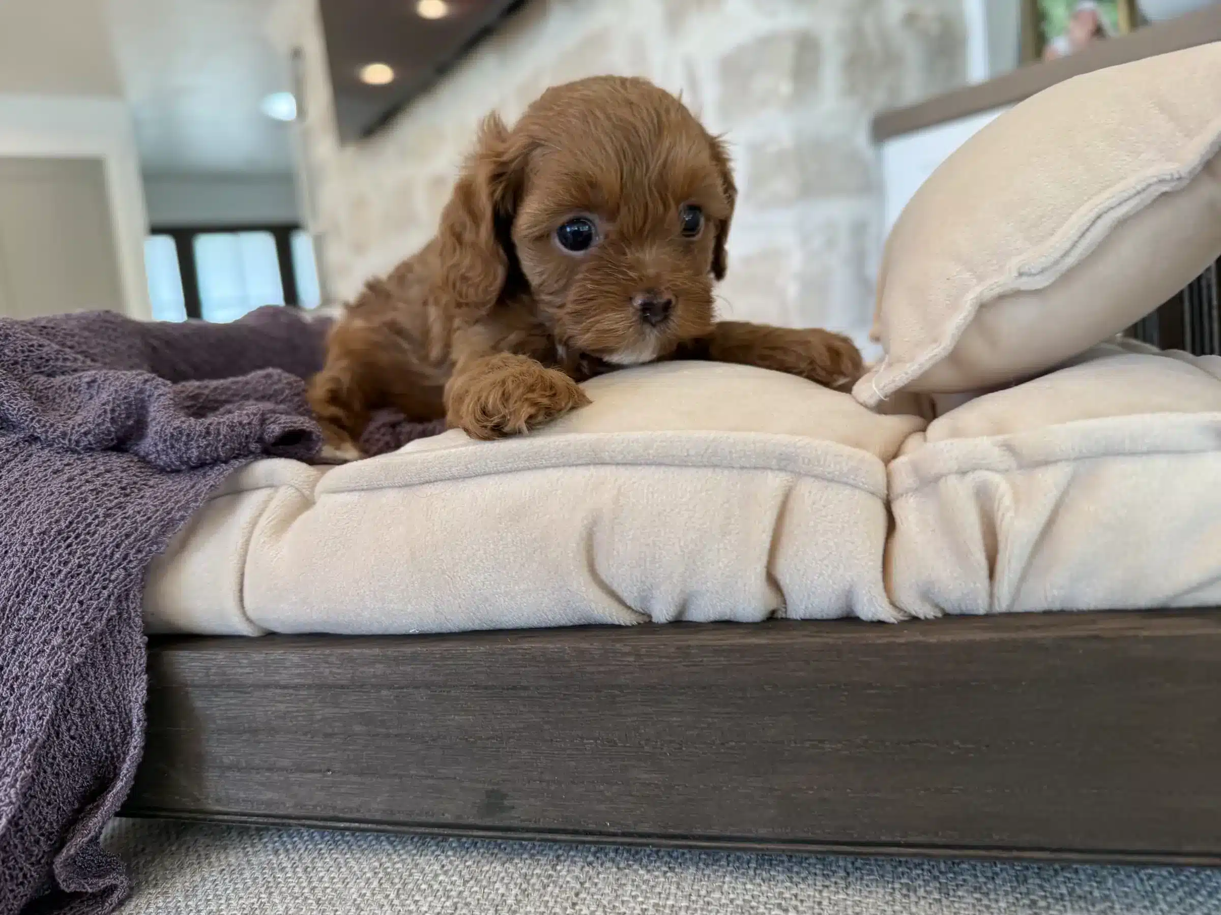 Red Curly-Coated Small Companion Puppy | Sage Puppies Small red curly-coated puppy resting its paws on a cream cushion
