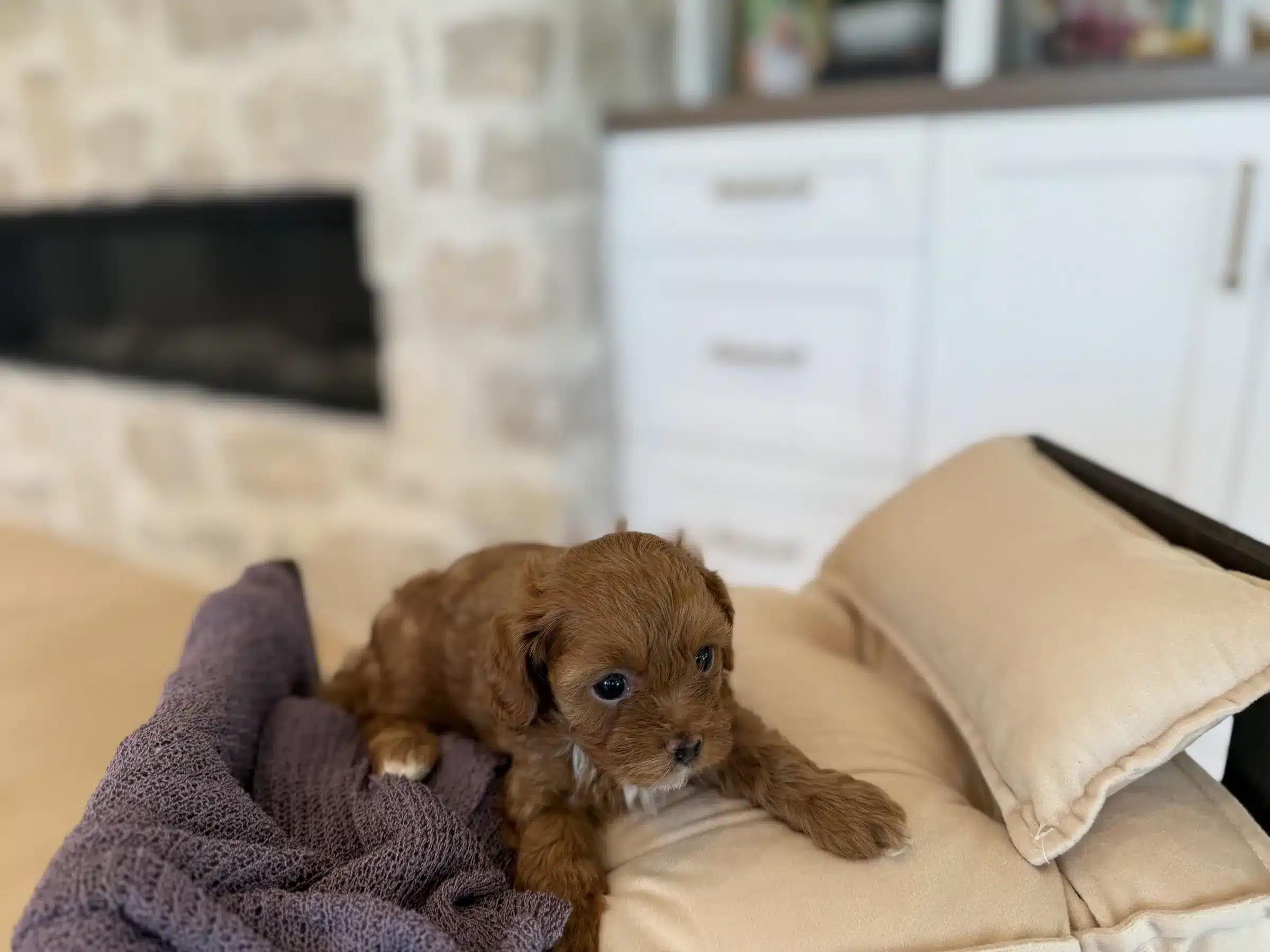 Apricot Puppy at Home – Pet Care Budget Guide Young apricot curly-coated puppy resting on cream cushions in a home