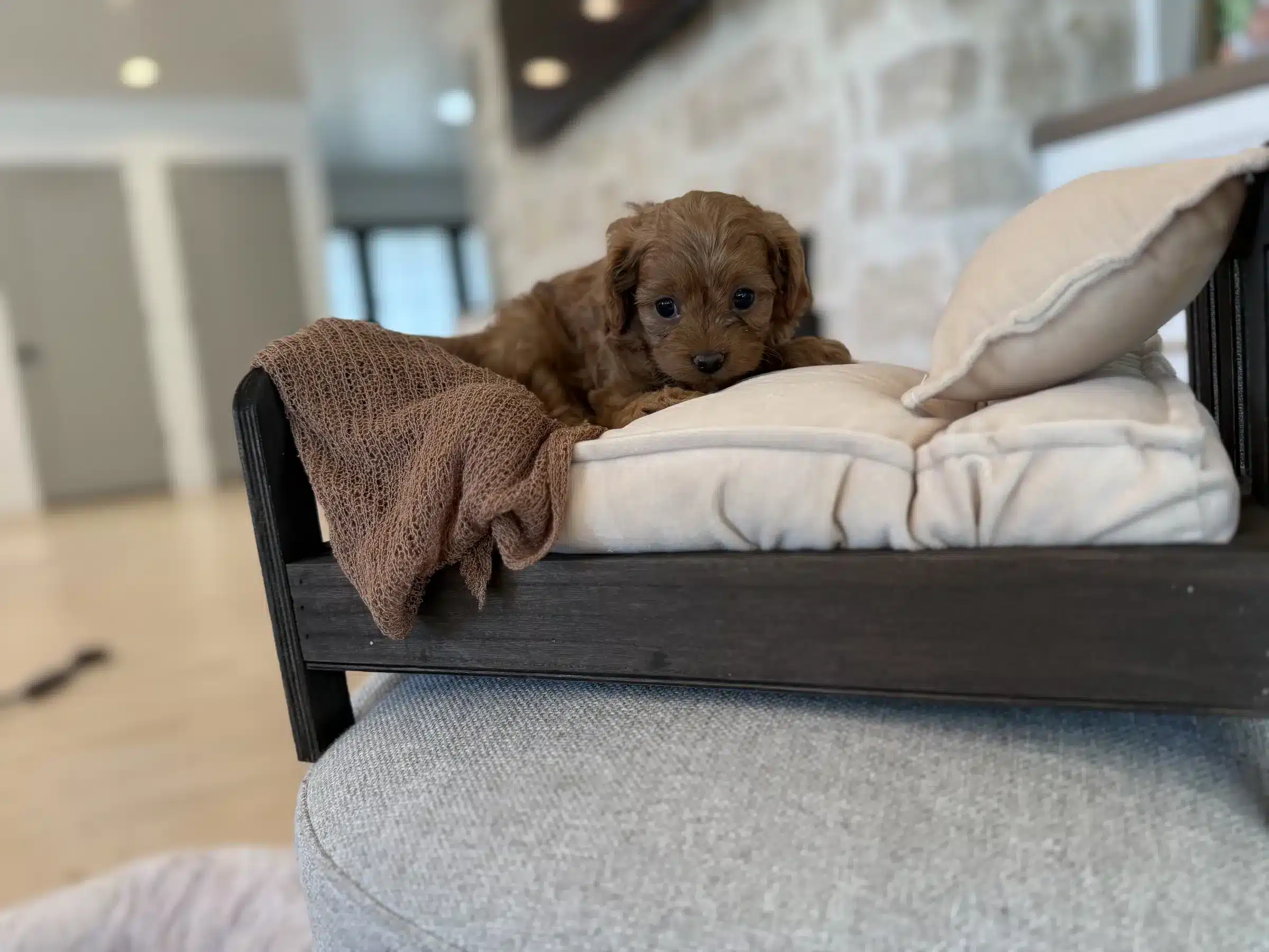 Apricot Curly-Coated Puppy – Havapoo Appearance Guide Apricot curly-coated puppy resting on cream cushions in a home