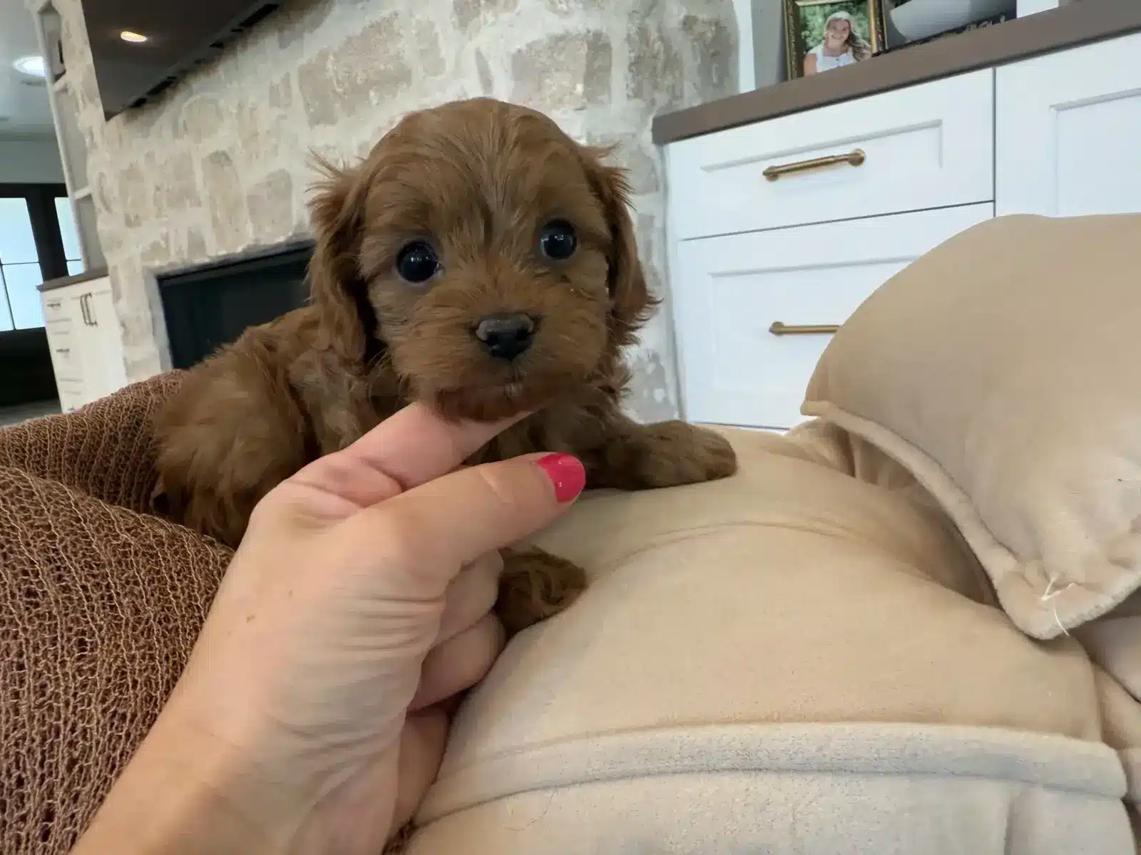 Small red puppy resting on a person’s lap while its chin is gently supported indoors