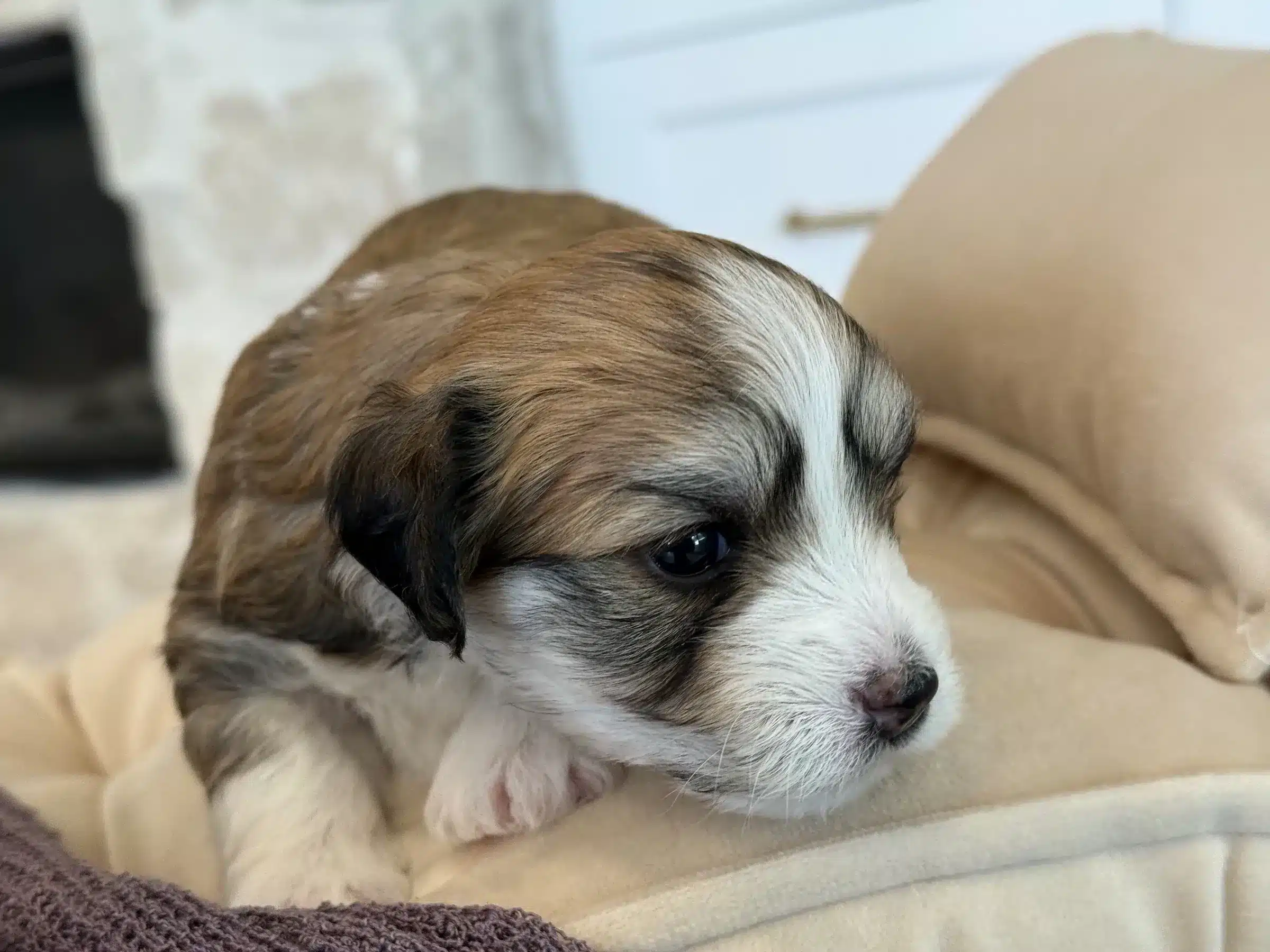 Brown-and-White Low-Shedding Puppy Close-Up | Sage Puppies Brown-and-white young puppy with dark eyes resting on a soft cream blanket indoors