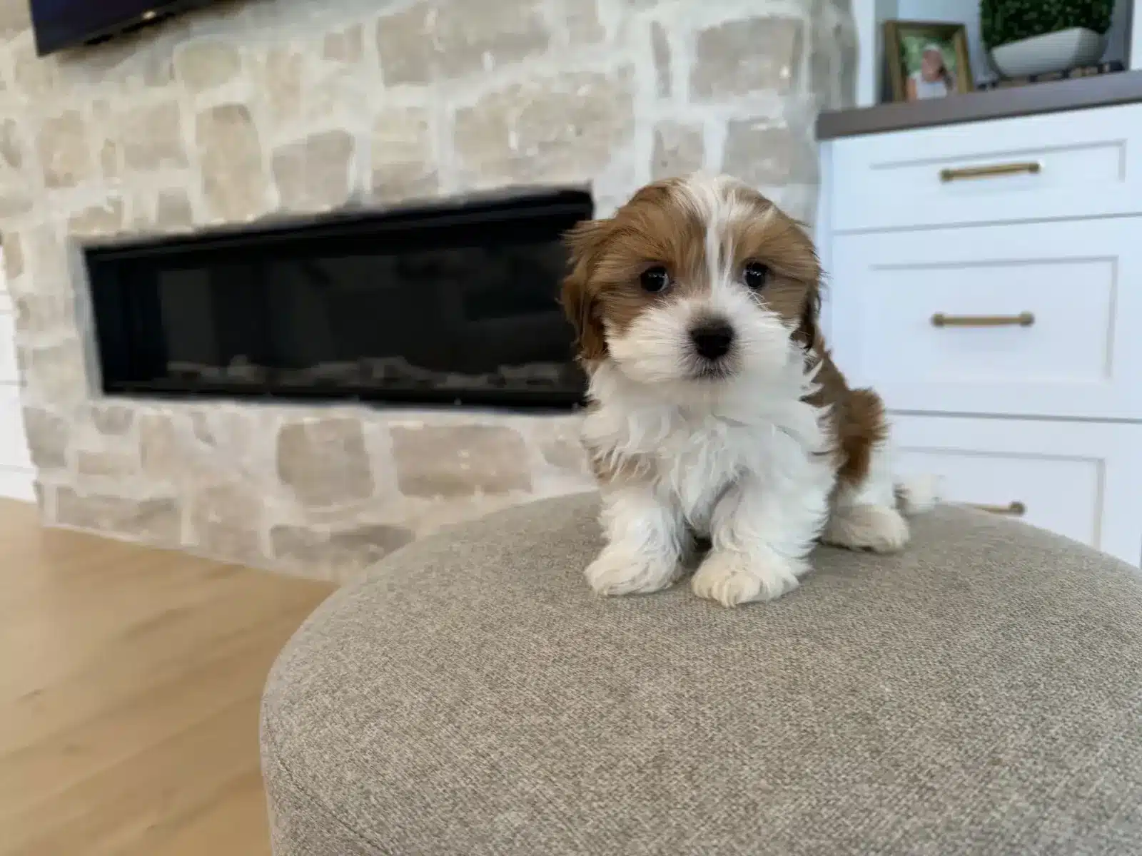 White and brown fluffy puppy sitting upright on a gray ottoman.