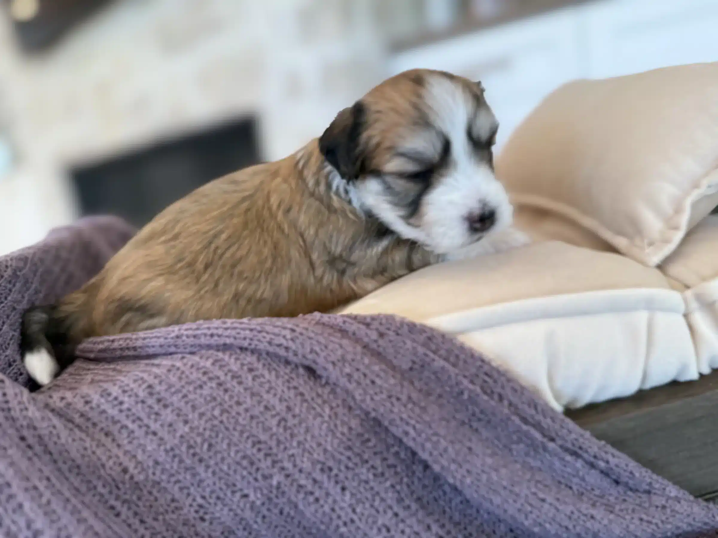 Sleeping Newborn Puppy on Soft Bedding | Sage Puppies Newborn brown-and-white puppy sleeping on a soft blanket