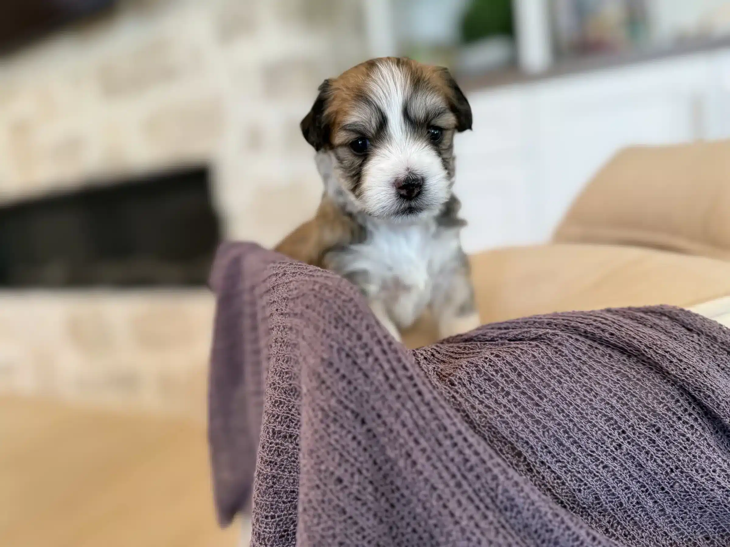 Brown-and-White Family Puppy at Home | Sage Puppies Brown-and-white young puppy standing behind a folded plum towel in a bright family home