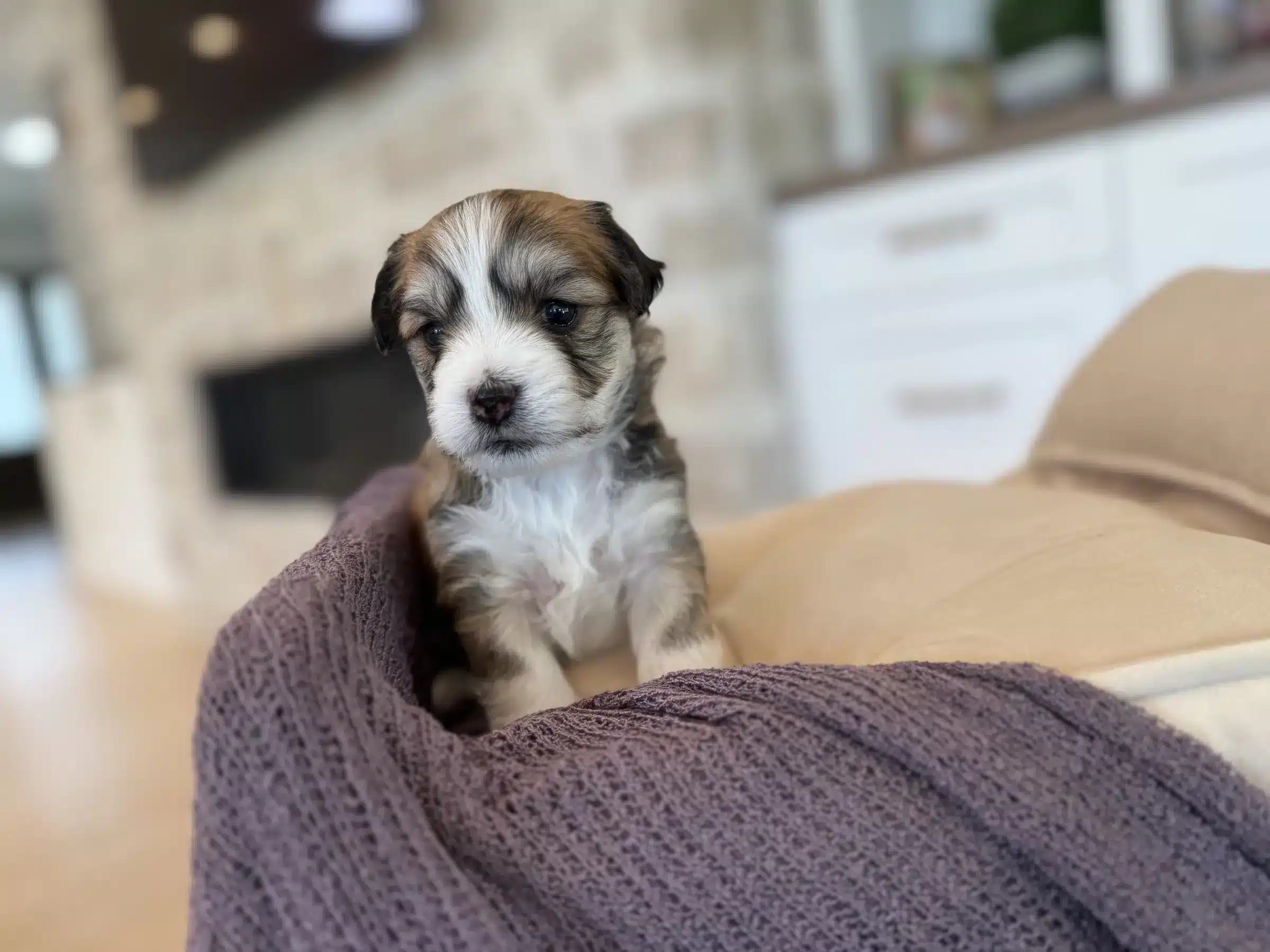 Sable and White Small Companion Puppy | Sage Puppies Sable and white puppy sitting upright on a cream cushion beside a purple blanket