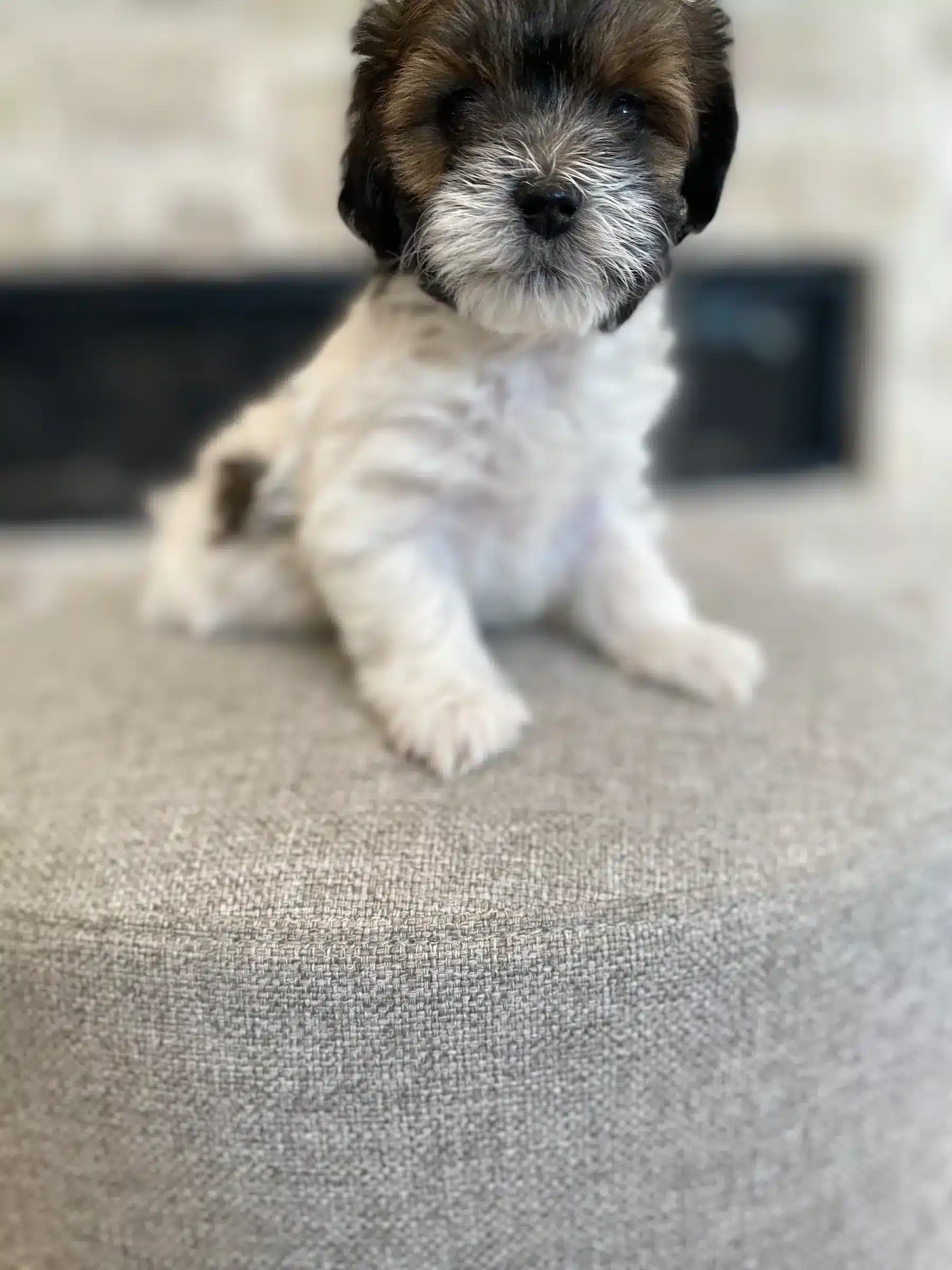 Black and White Puppy at Home | Sage Puppies Black-and-white puppy sitting on a gray ottoman indoors