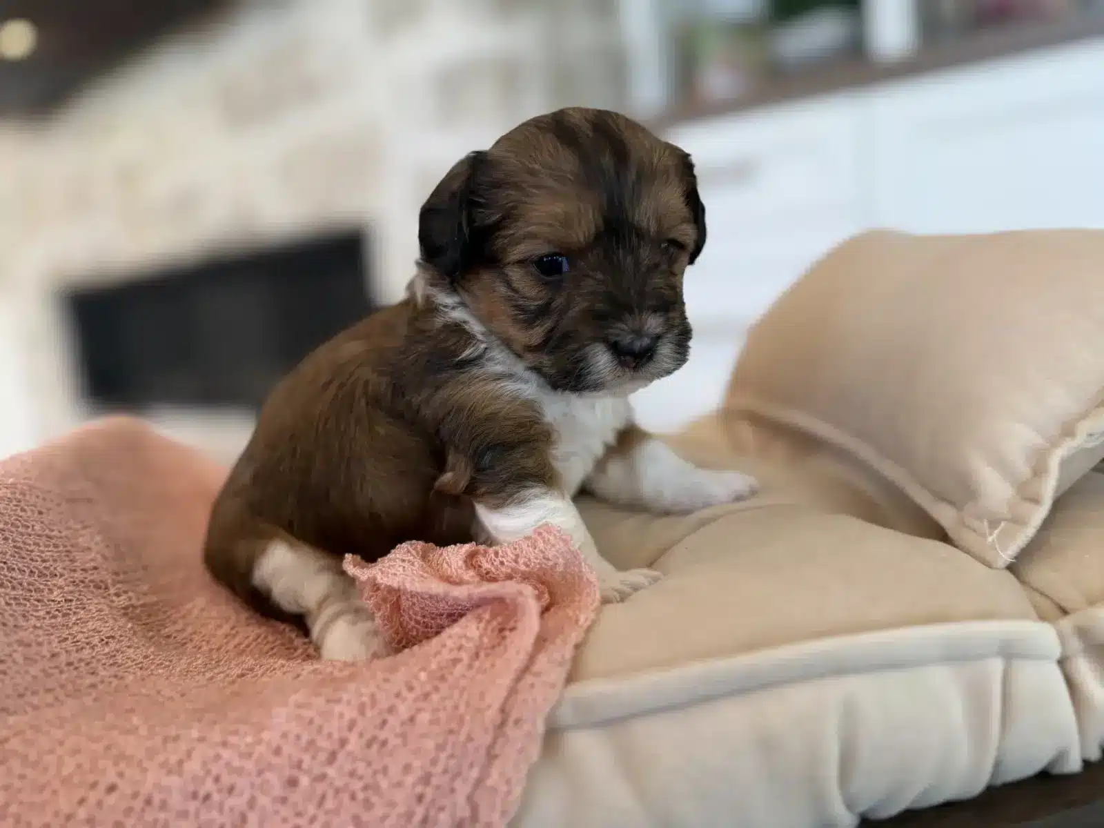 Brown, black and white puppy sitting on a cream cushion beside a pink blanket