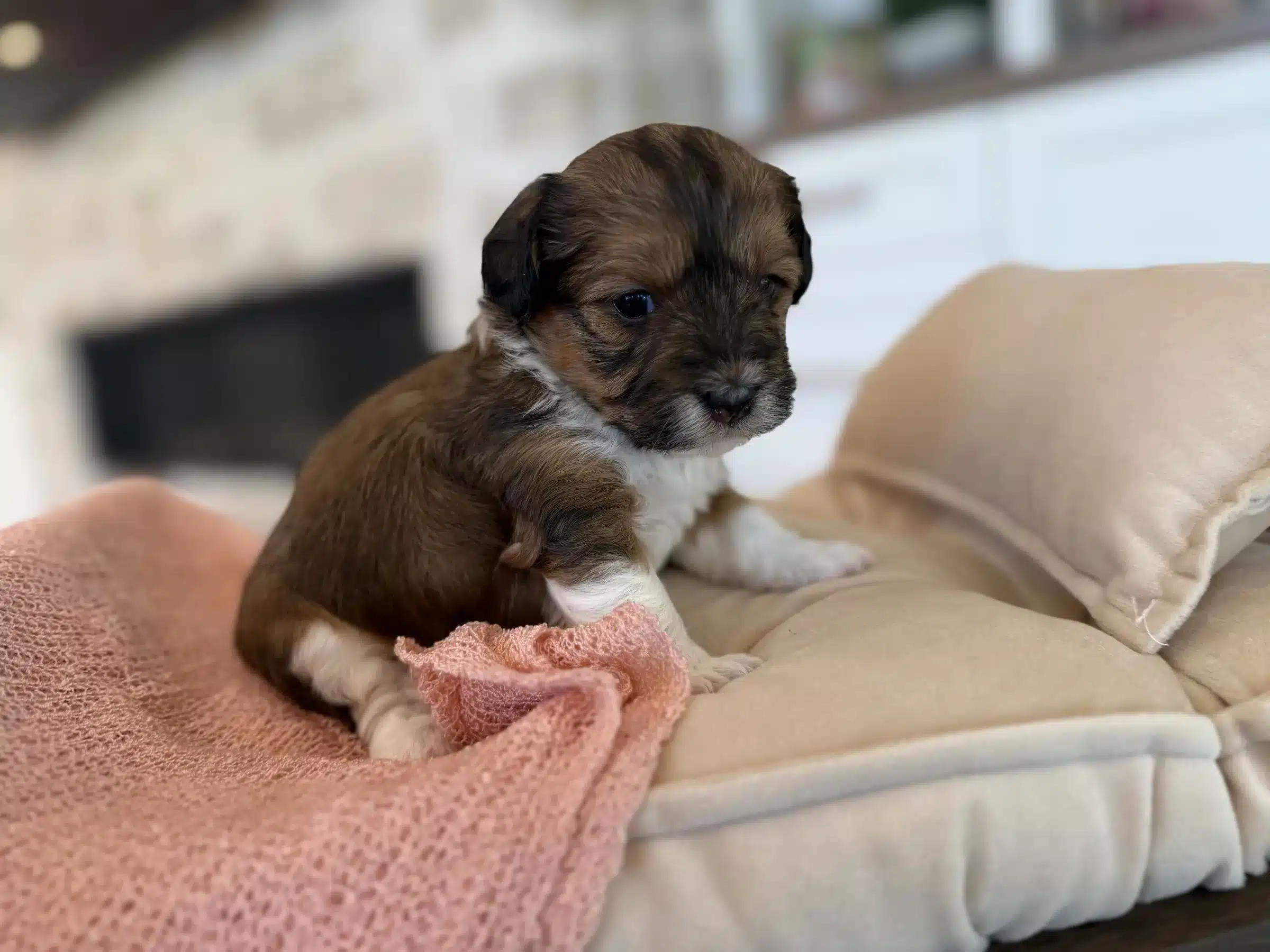 Brown and White Small Companion Puppy | Sage Puppies Brown, black and white puppy sitting on a cream cushion beside a pink blanket