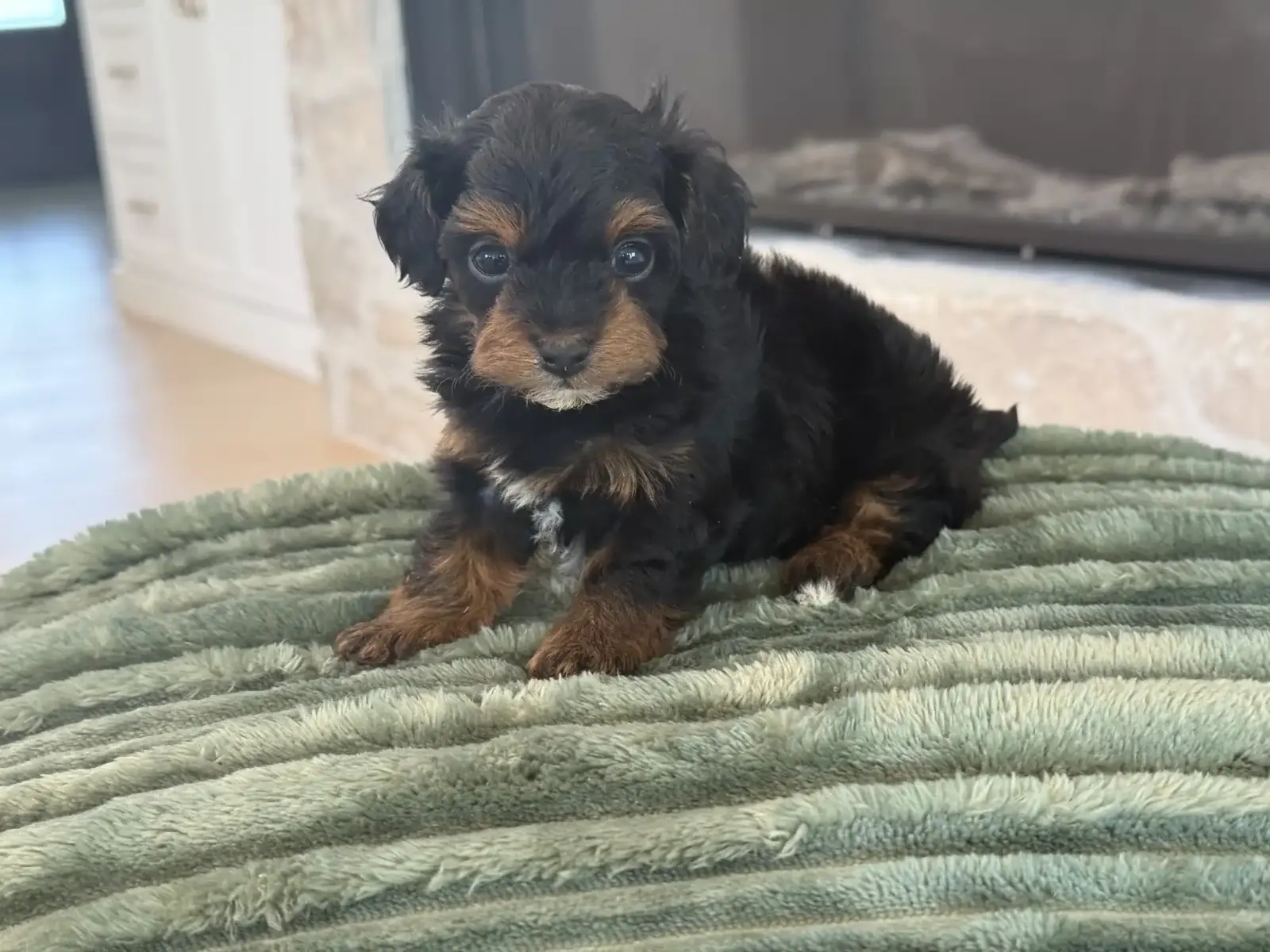 Adorable black and tan puppy with fluffy fur sits on a textured green blanket, looking curiously at the camera.