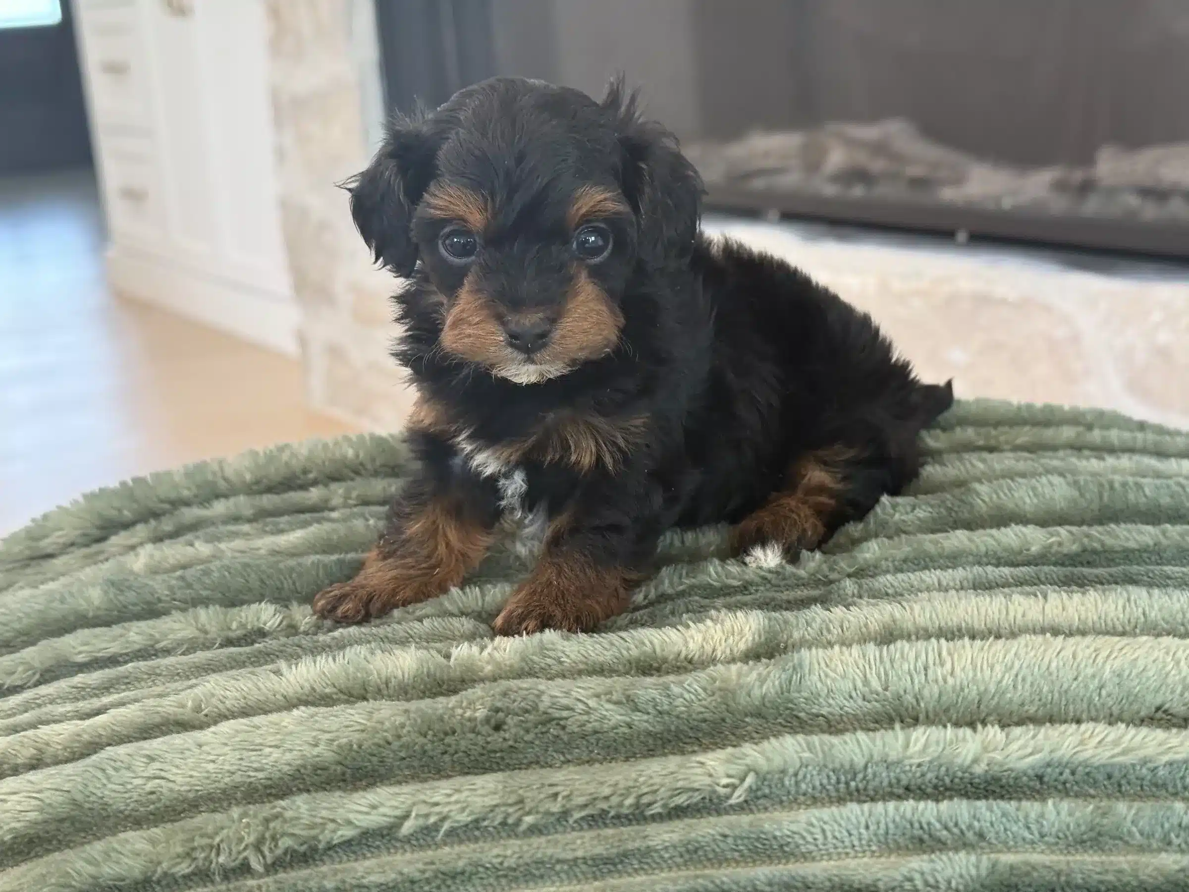Black and Tan Family Puppy on Sage Blanket | Sage Puppies Black and tan puppy with white chest markings sitting on a sage green blanket