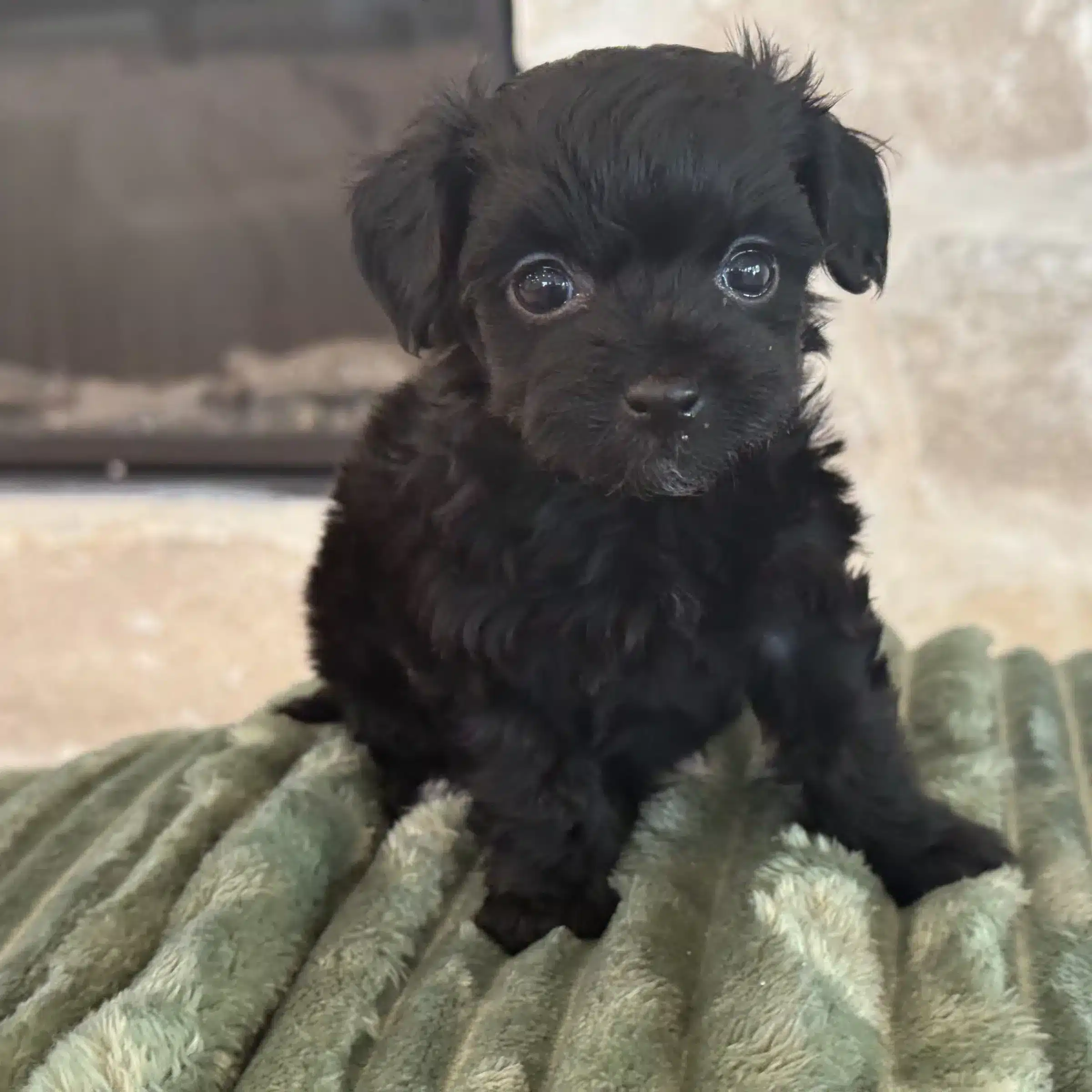 Black Puppy Raised in a Family Home | Sage Puppies Small black puppy sitting on a green blanket indoors