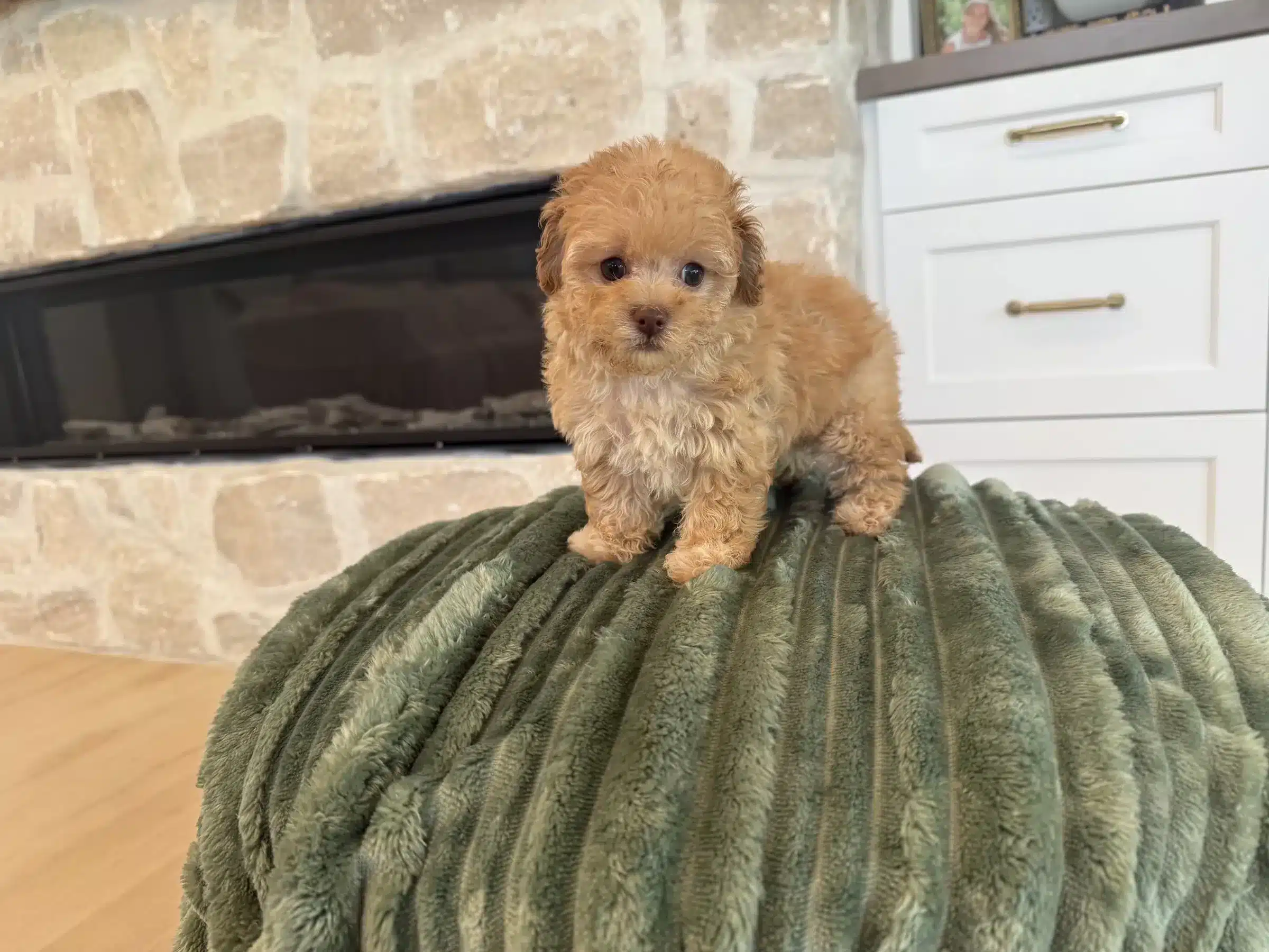 Tan Puppy Raised in a Family Home | Sage Puppies Small tan puppy standing on a green blanket inside a family home