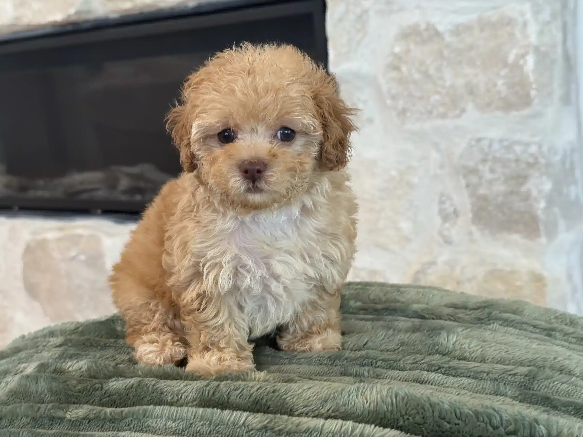 Cream and white puppy sitting on a green blanket