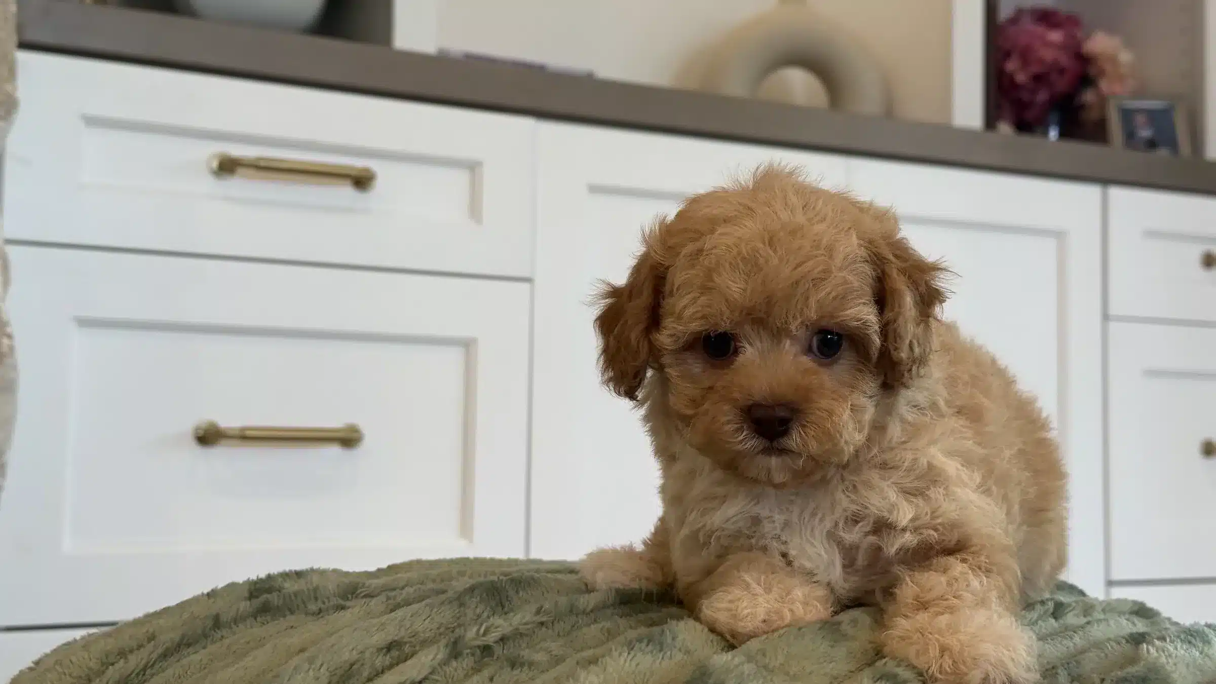 Small Apricot Family Dog Puppy at Home | Sage Puppies Small apricot-and-cream curly-coated puppy resting on a sage green blanket in a bright family home