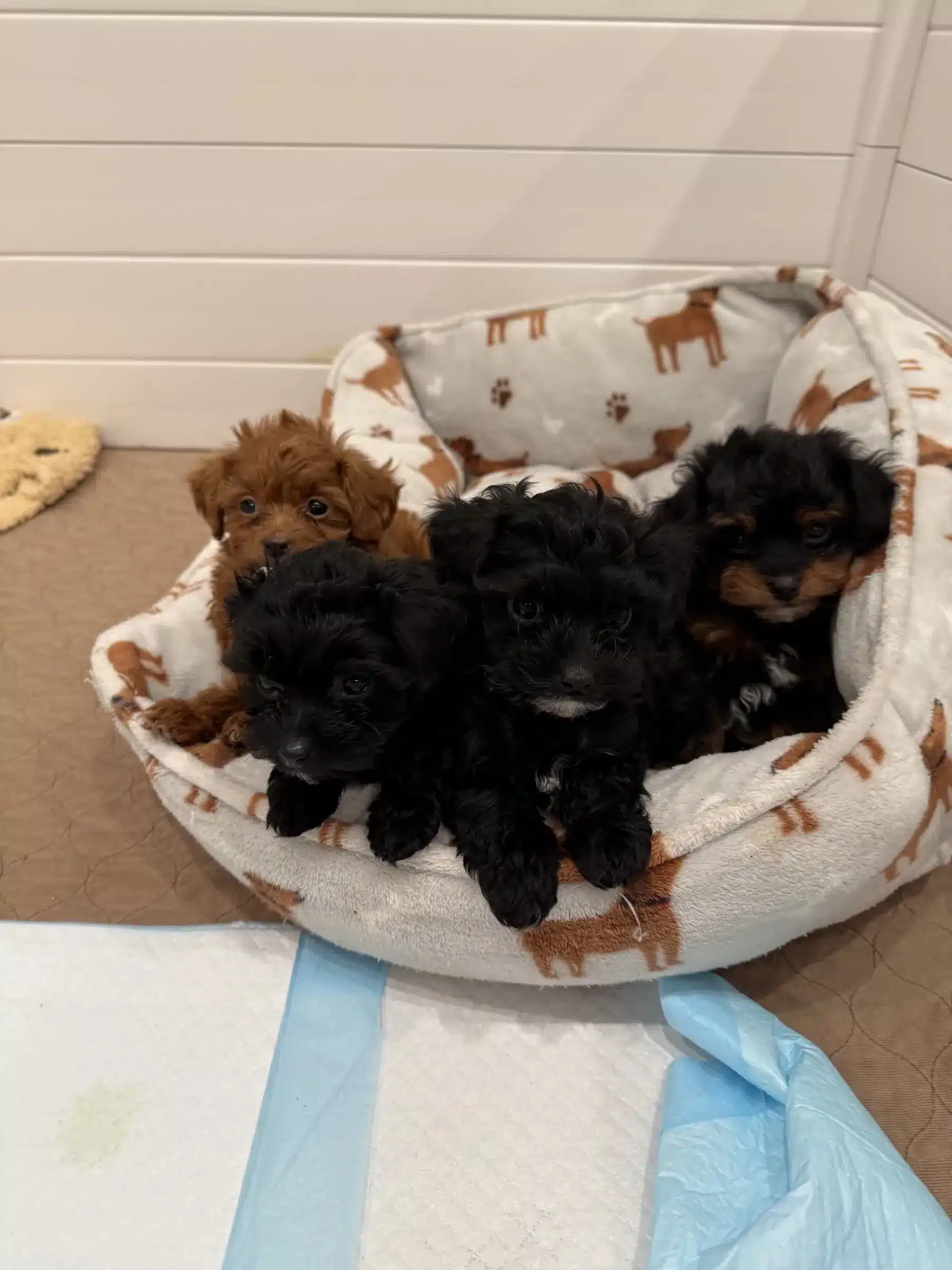 Small Family Puppy Litter in Cozy Dog Bed | Sage Puppies Five small puppies with black, brown and tan coats gathered in a patterned dog bed