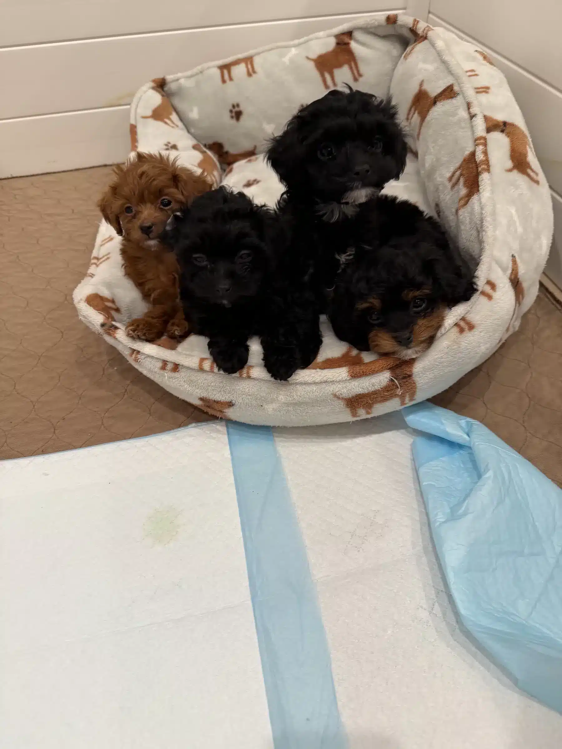 Young Puppies in a Clean Indoor Puppy Area | Sage Puppies Four young puppies sitting together in a cushioned dog bed indoors