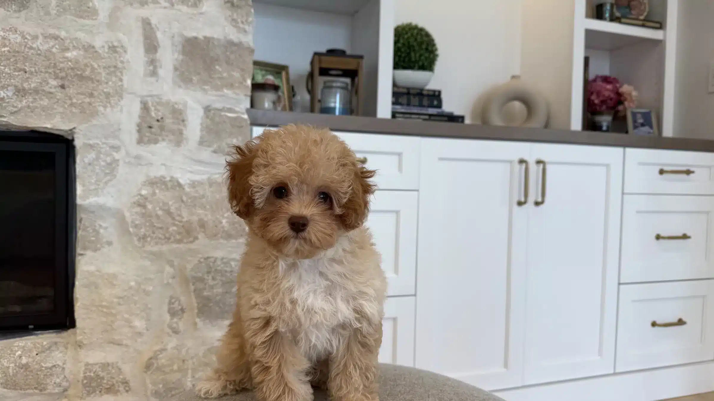Apricot-and-White Companion Puppy in Family Home | Sage Puppies Apricot-and-white curly-coated puppy sitting near a stone fireplace in a bright family living room