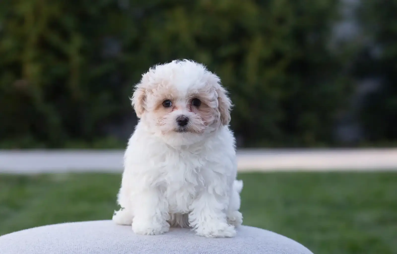 White Havanese puppy sitting on a cushioned bench outdoors