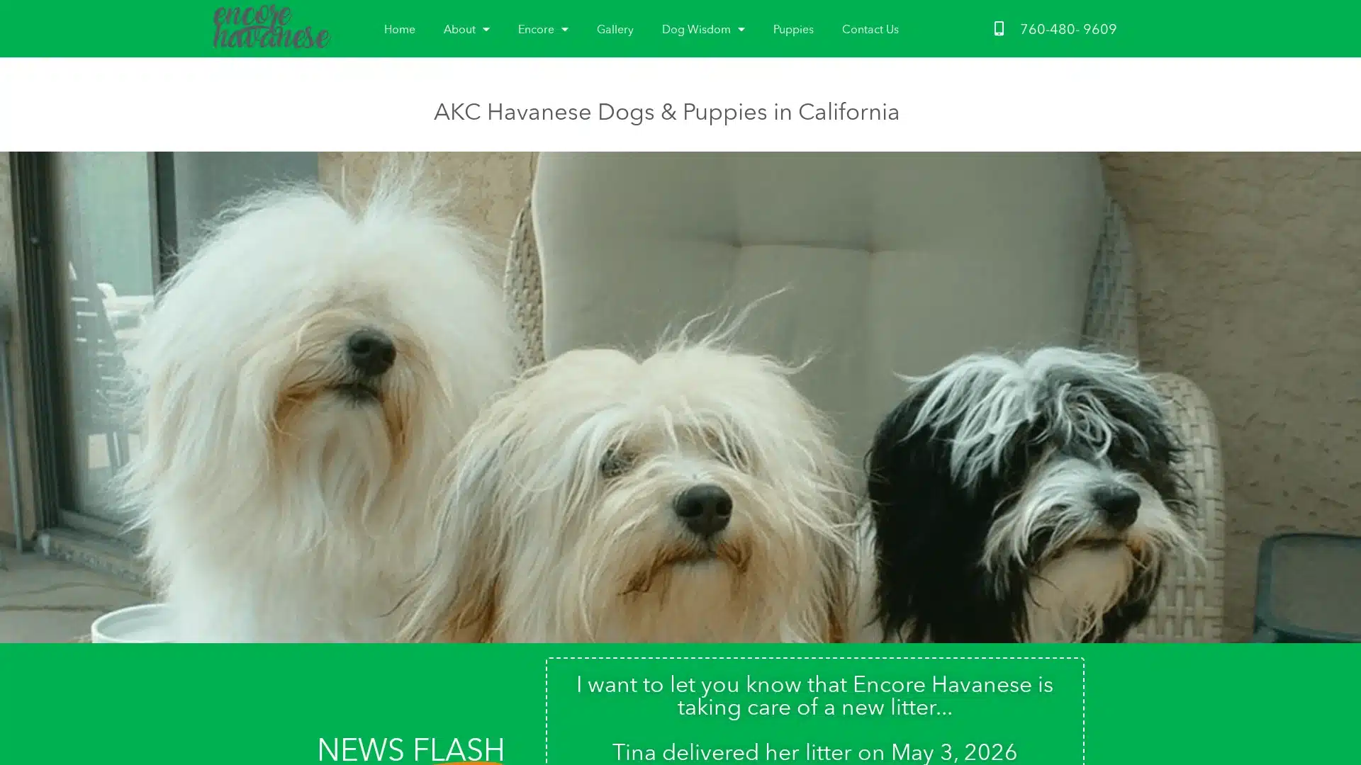 Encore Havanese