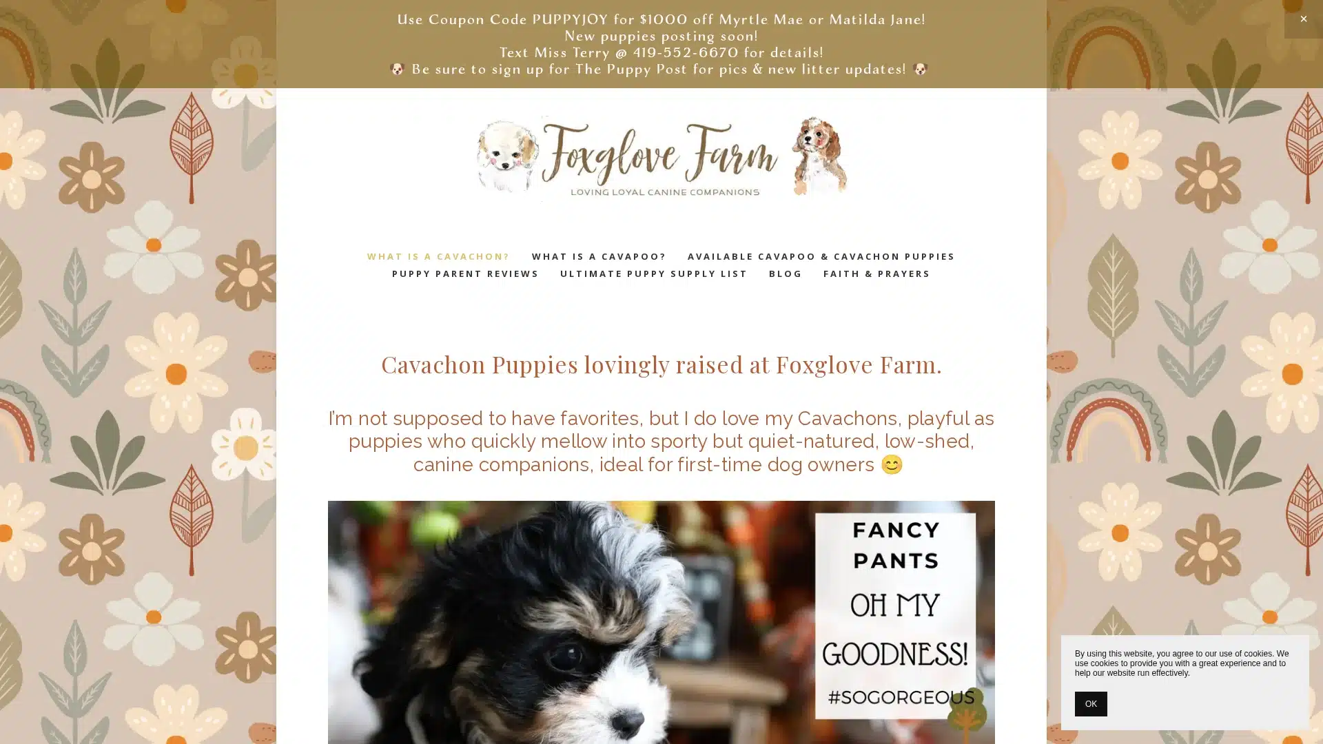 Foxglove Farm Cavapoo
