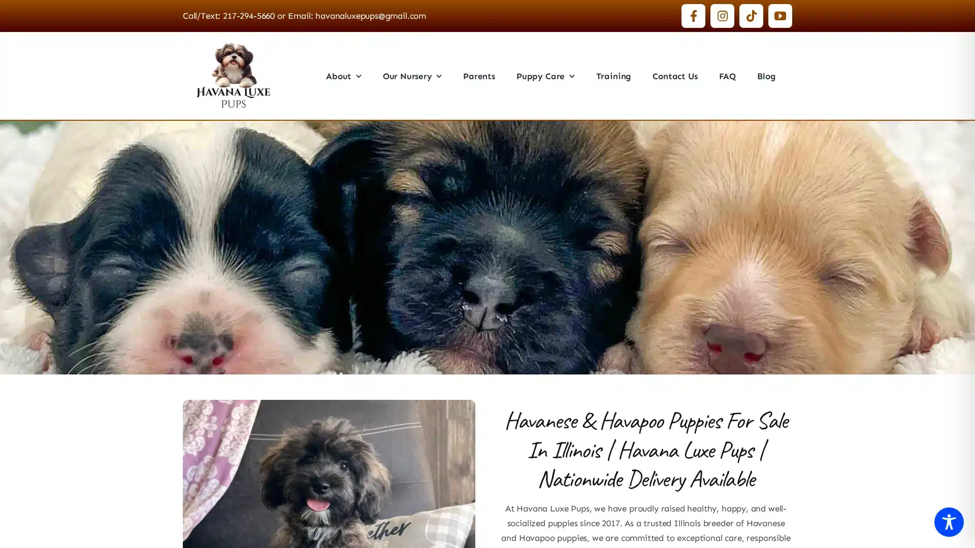 Havana Luxe Pups