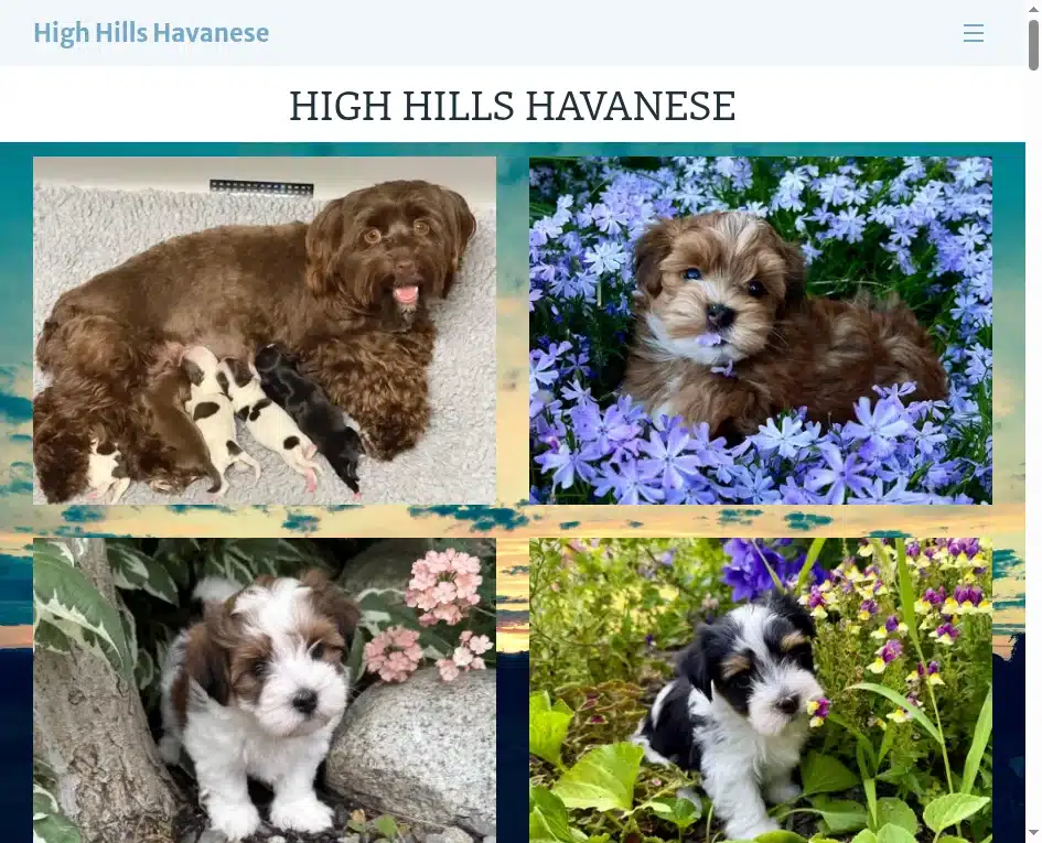 High Hills Havanese