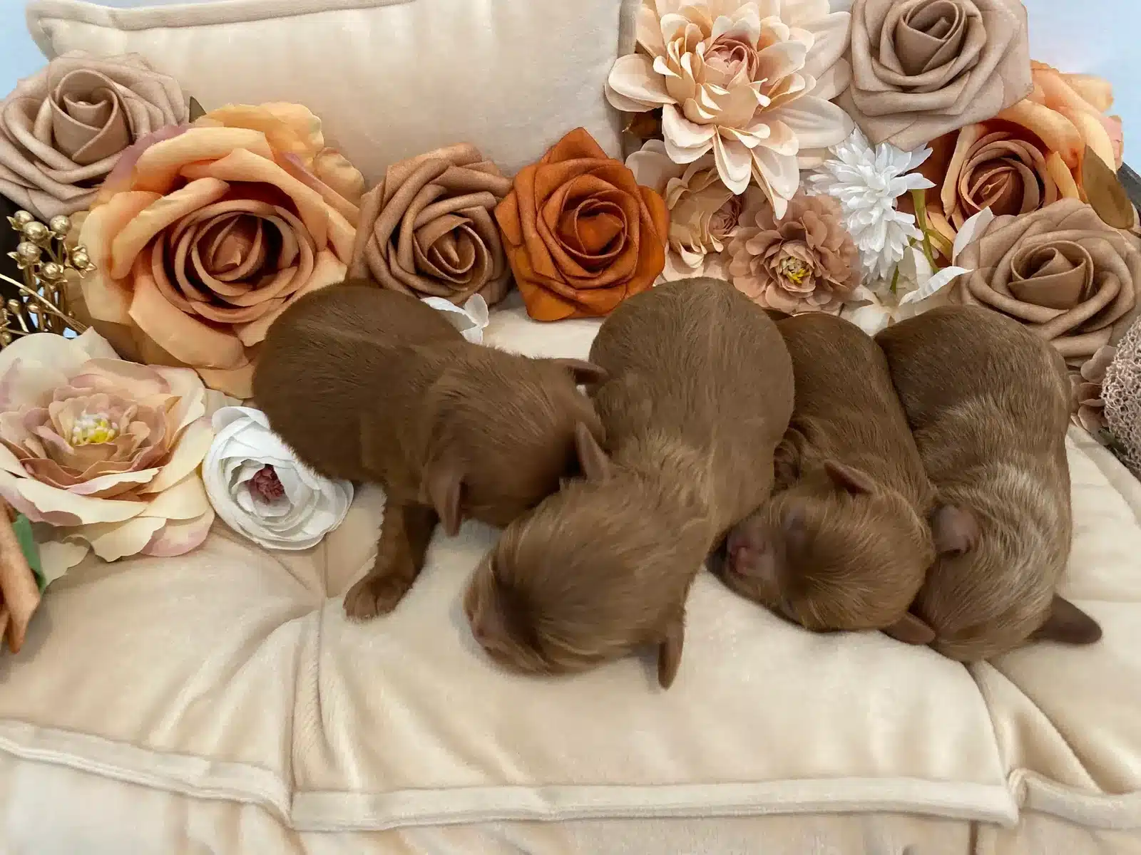 Brown Puppies Resting Together on a Cushion.