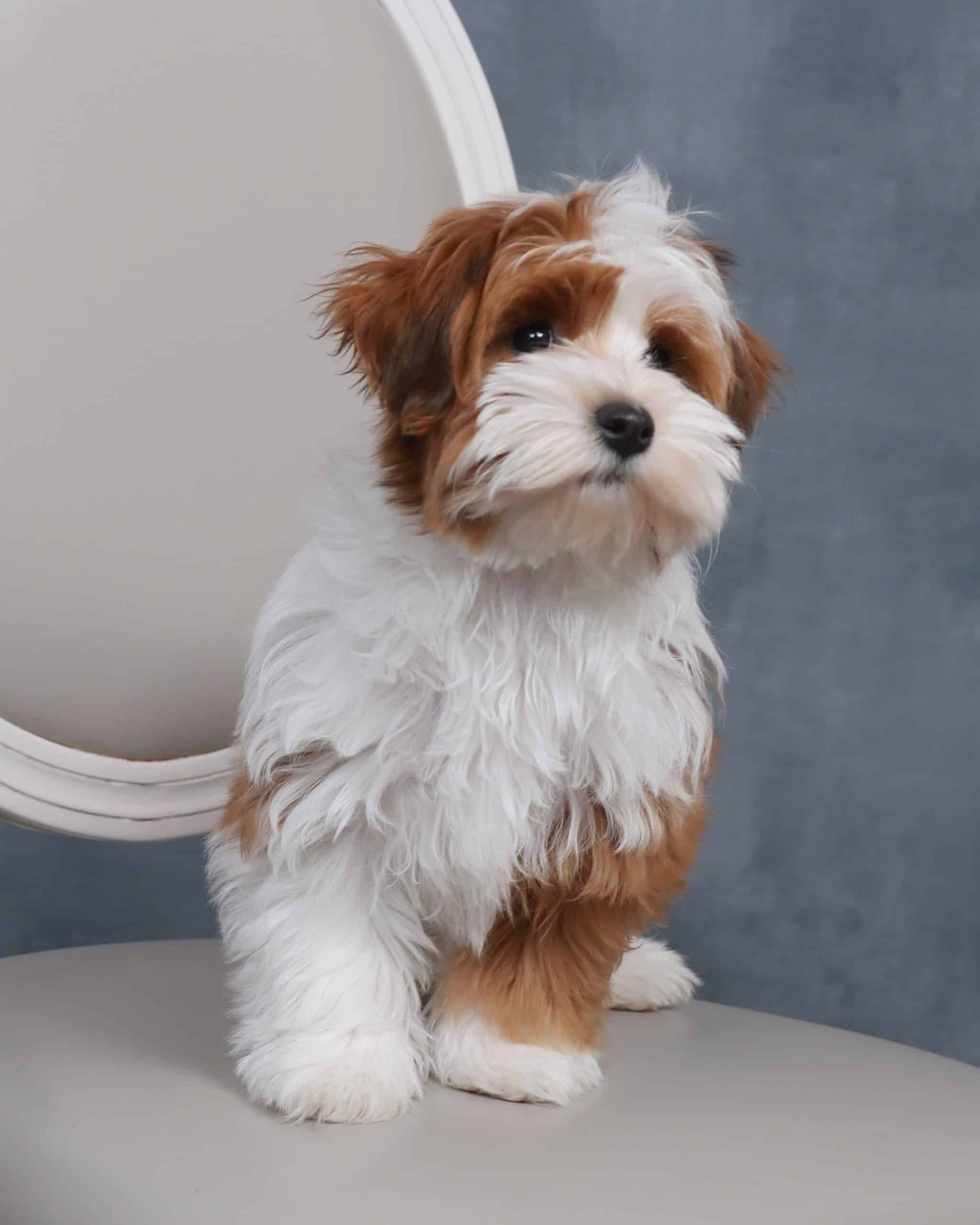 Brown-and-white puppy sitting on a light upholstered chair and looking to the side