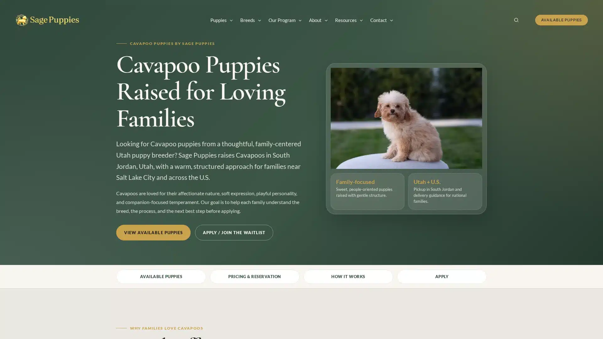 Cavapoo