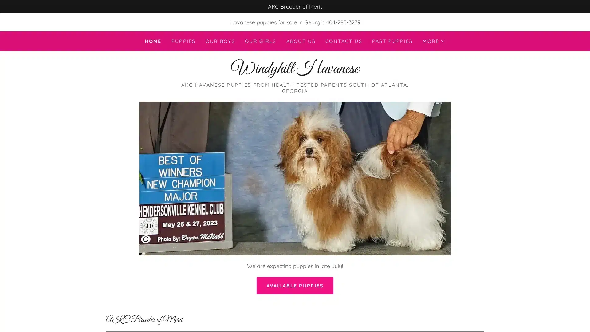 Windyhill Havanese