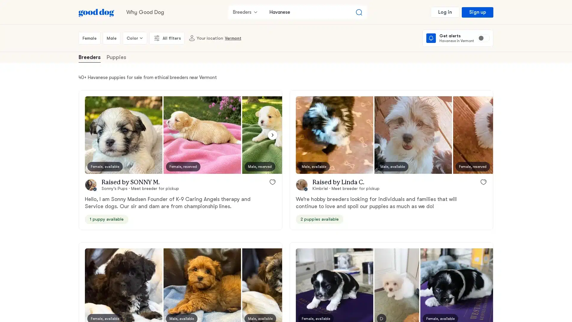 Good Dog Vermont Havanese Directory