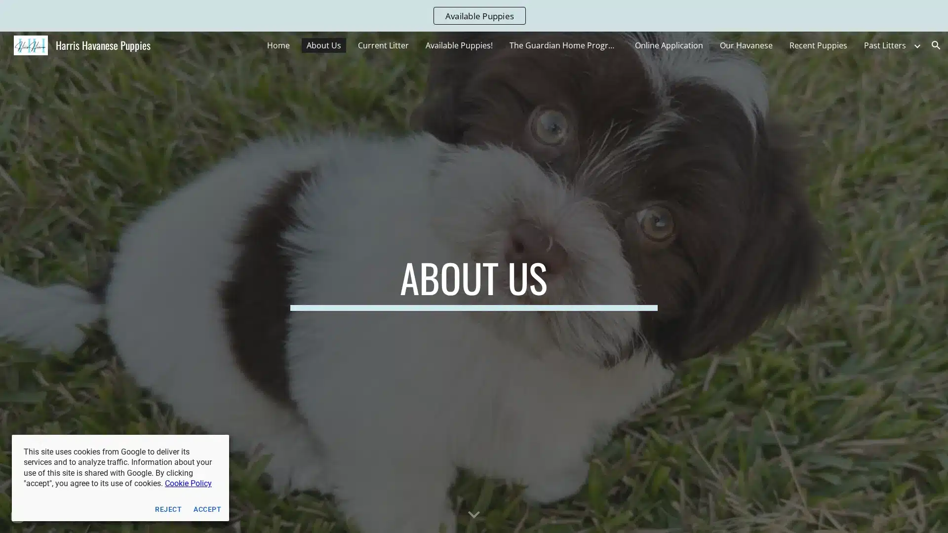 Harris Havanese Puppies