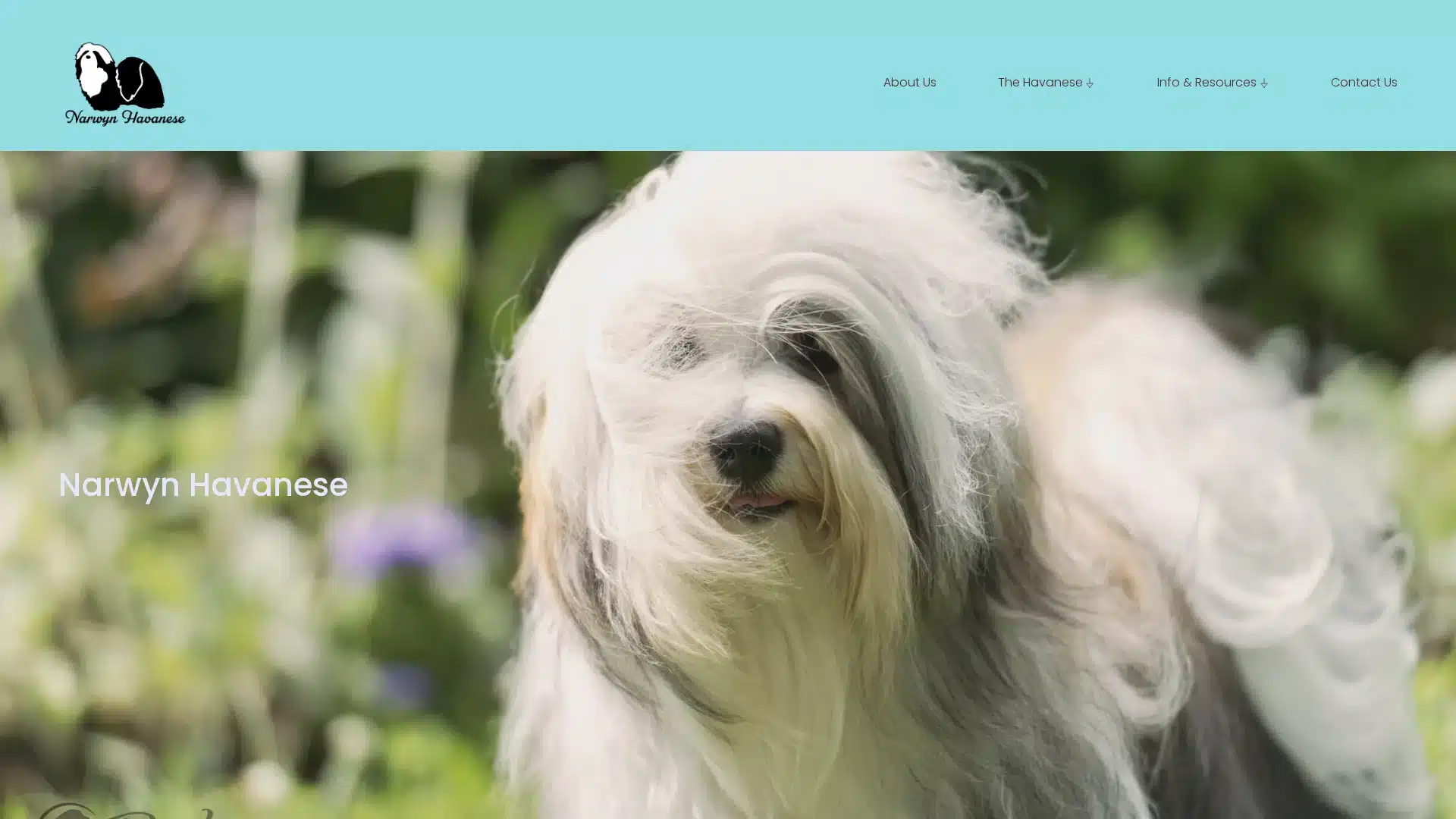 Narwyn Havanese