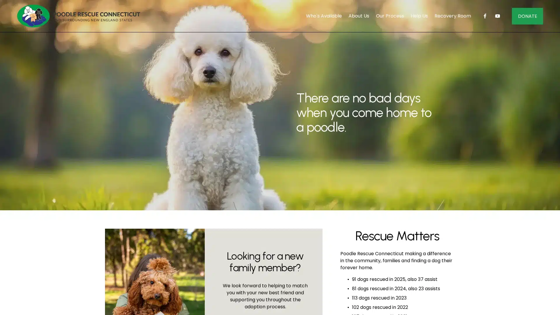 Poodle Rescue Connecticut