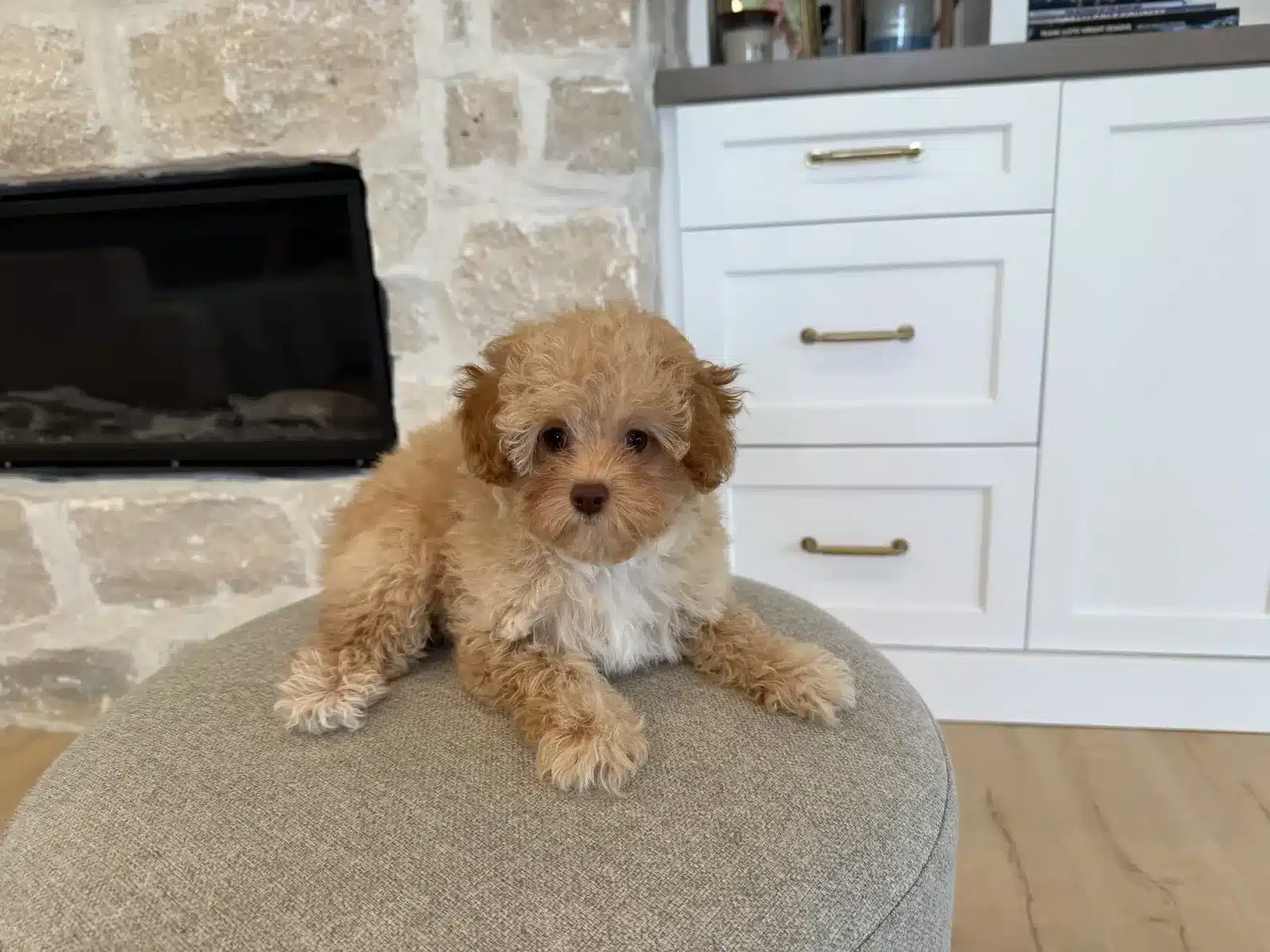 Apricot puppy with a white chest sitting on a round cushion indoors.