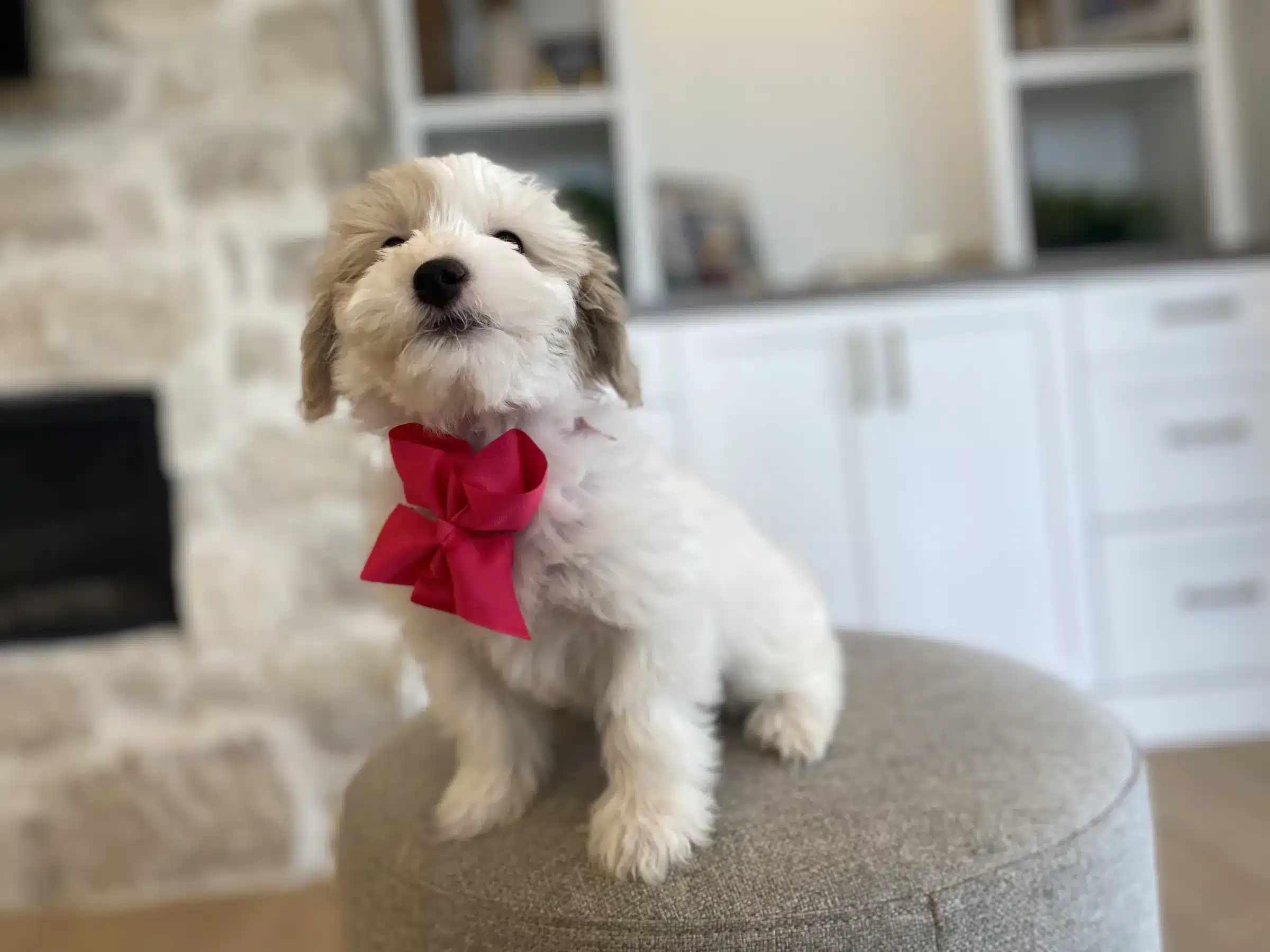 White and tan puppy wearing a bright pink bow on a gray ottoman in the Los Angeles buyer guide