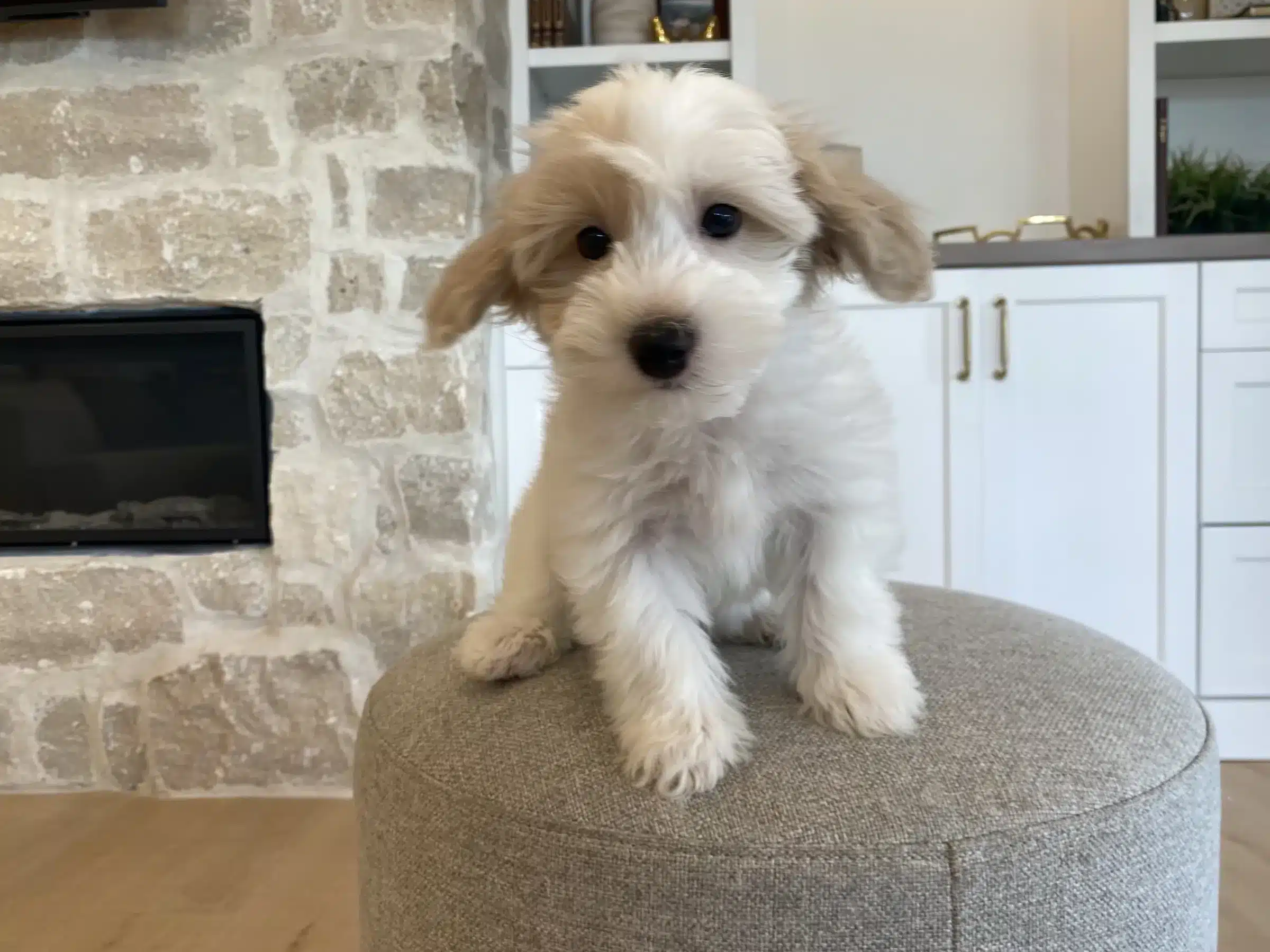 Small Companion Puppy for a New Jersey Breed Comparison Small white and tan puppy sitting on a gray ottoman by a fireplace