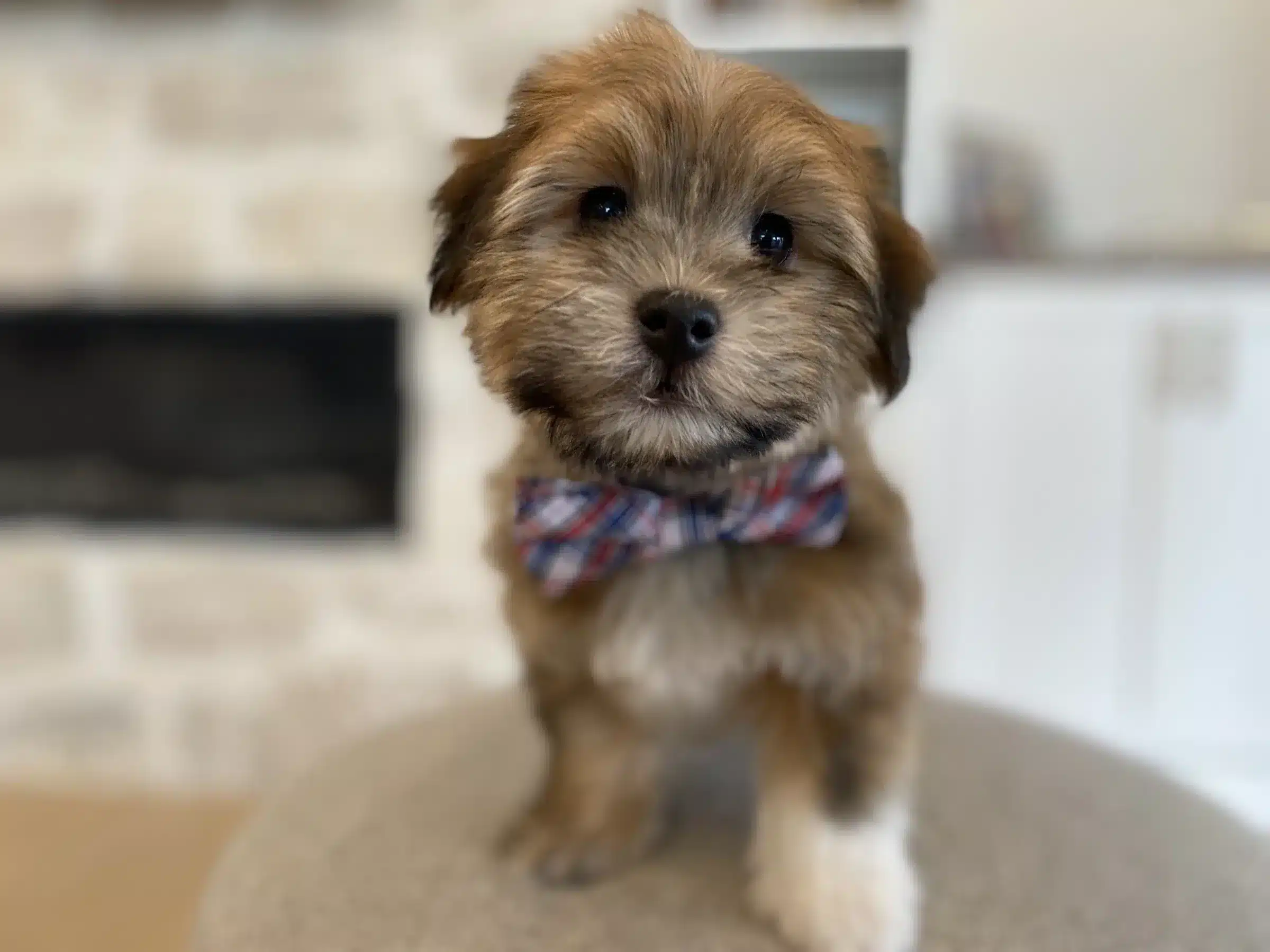 Tan puppy wearing a plaid bow tie indoors, alongside guidance for New York City buyers comparing programs