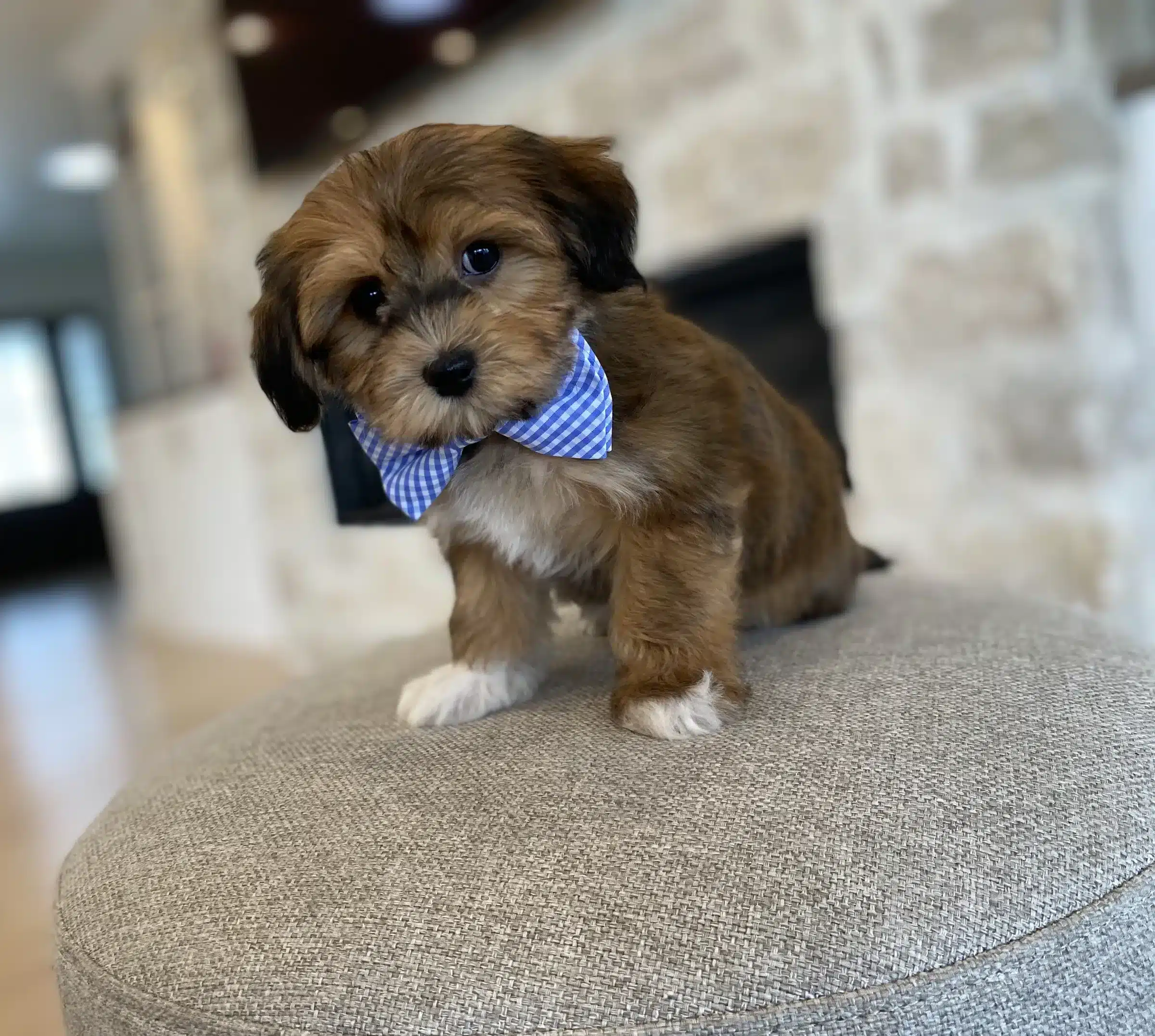 Brown-and-White Puppy | New York Grooming Discussion Brown-and-white puppy wearing a blue checked bow tie on a gray ottoman, pictured for New York families