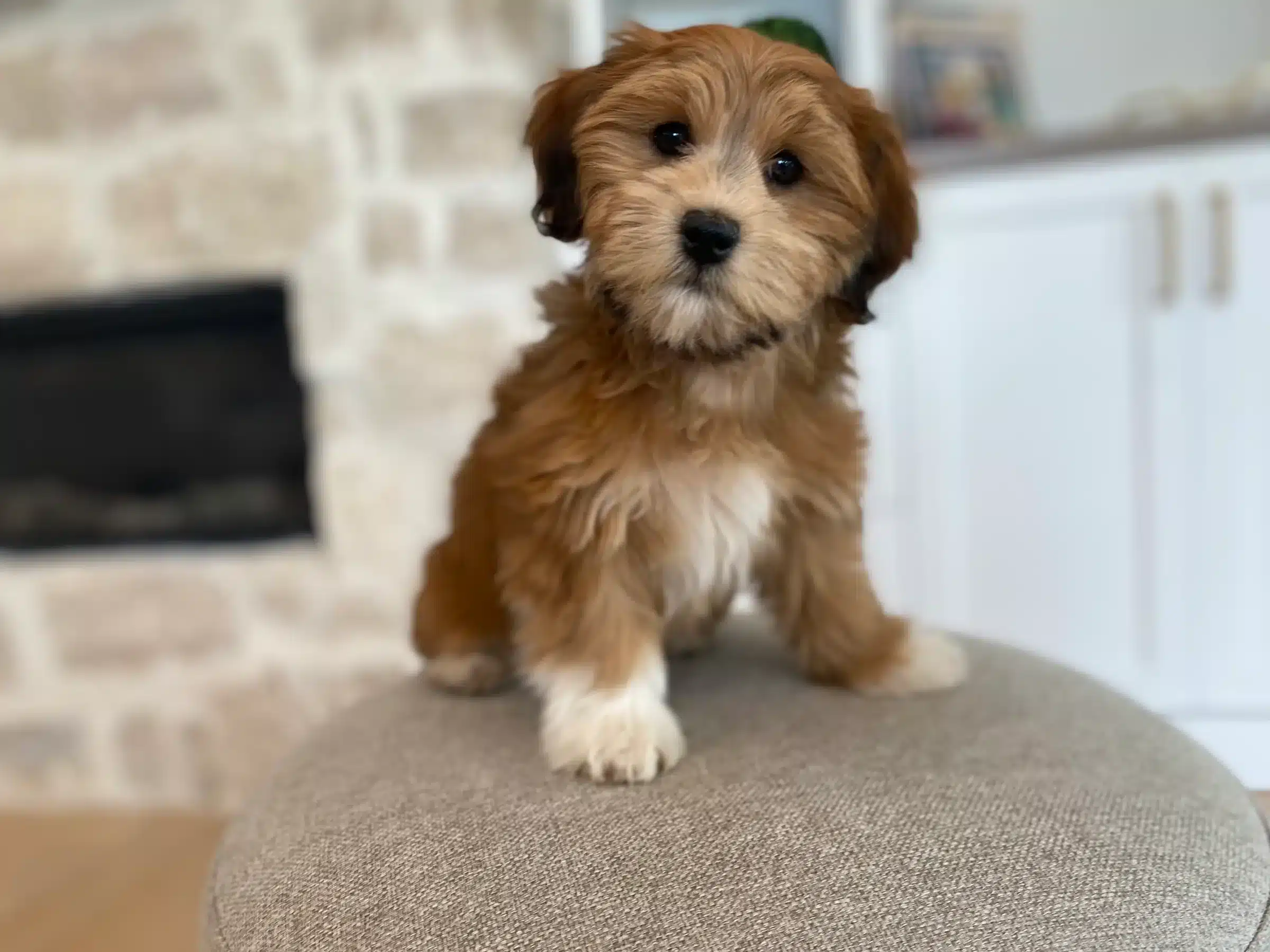 Small Companion Puppy | Florida Puppy Shopping Guide Small reddish-brown puppy with white paws sitting on a gray upholstered stool indoors