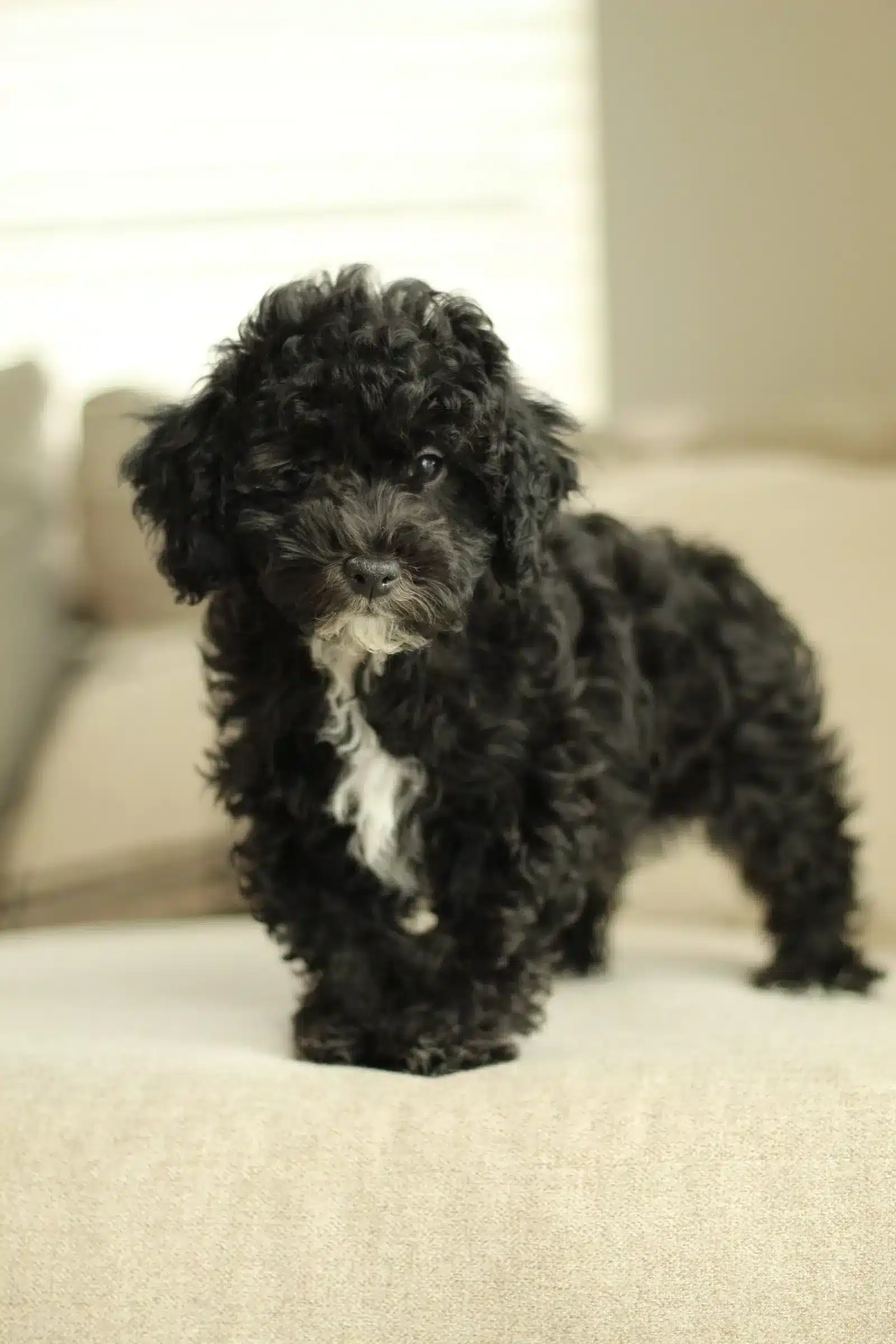 Black Havapoo Puppy | California Breed Guide Black Havapoo puppy with a white chest standing on a cream sofa in a guide for California families