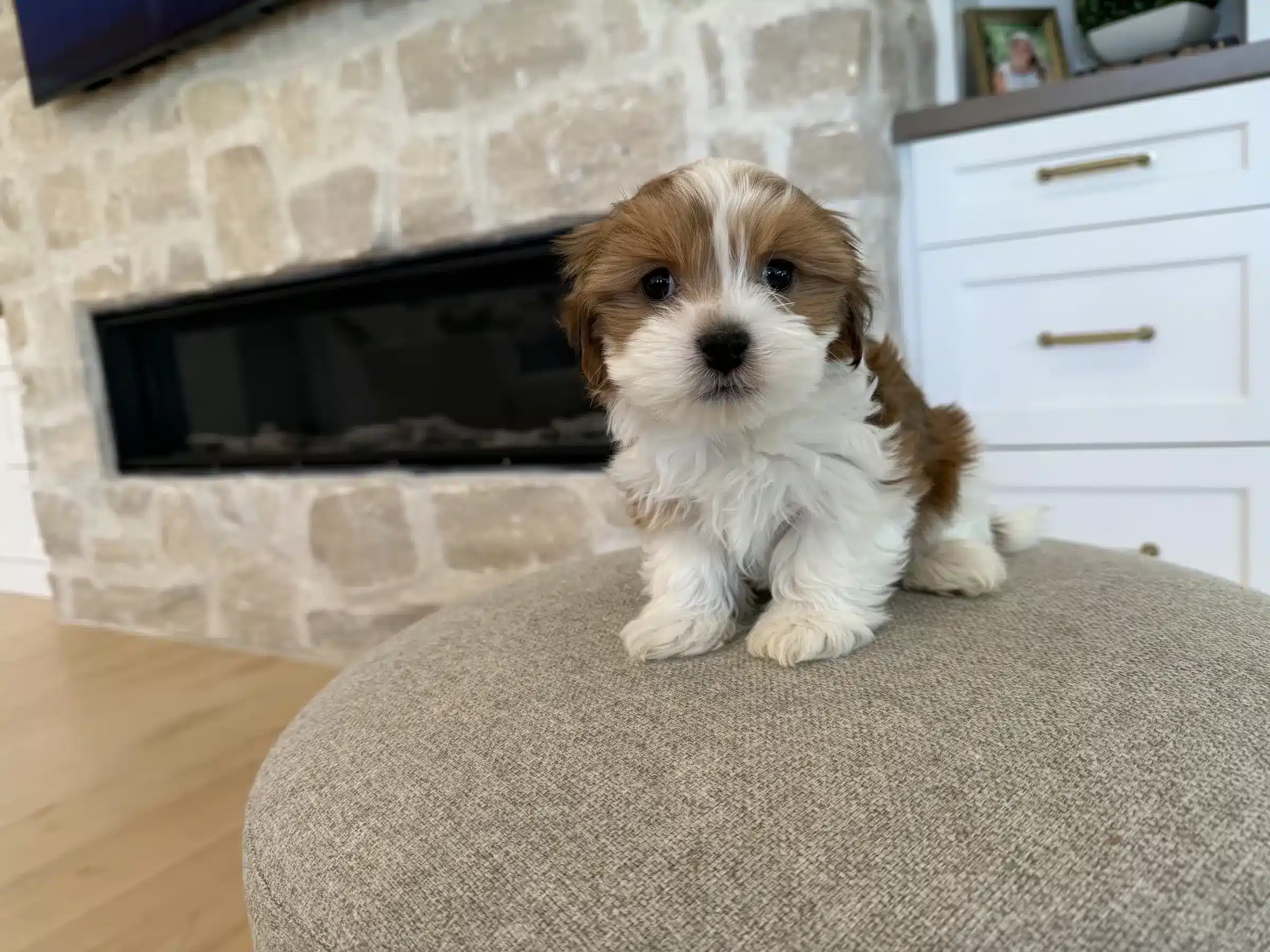 Brown and white puppy sitting on an ottoman by a fireplace in the Los Angeles puppy guide