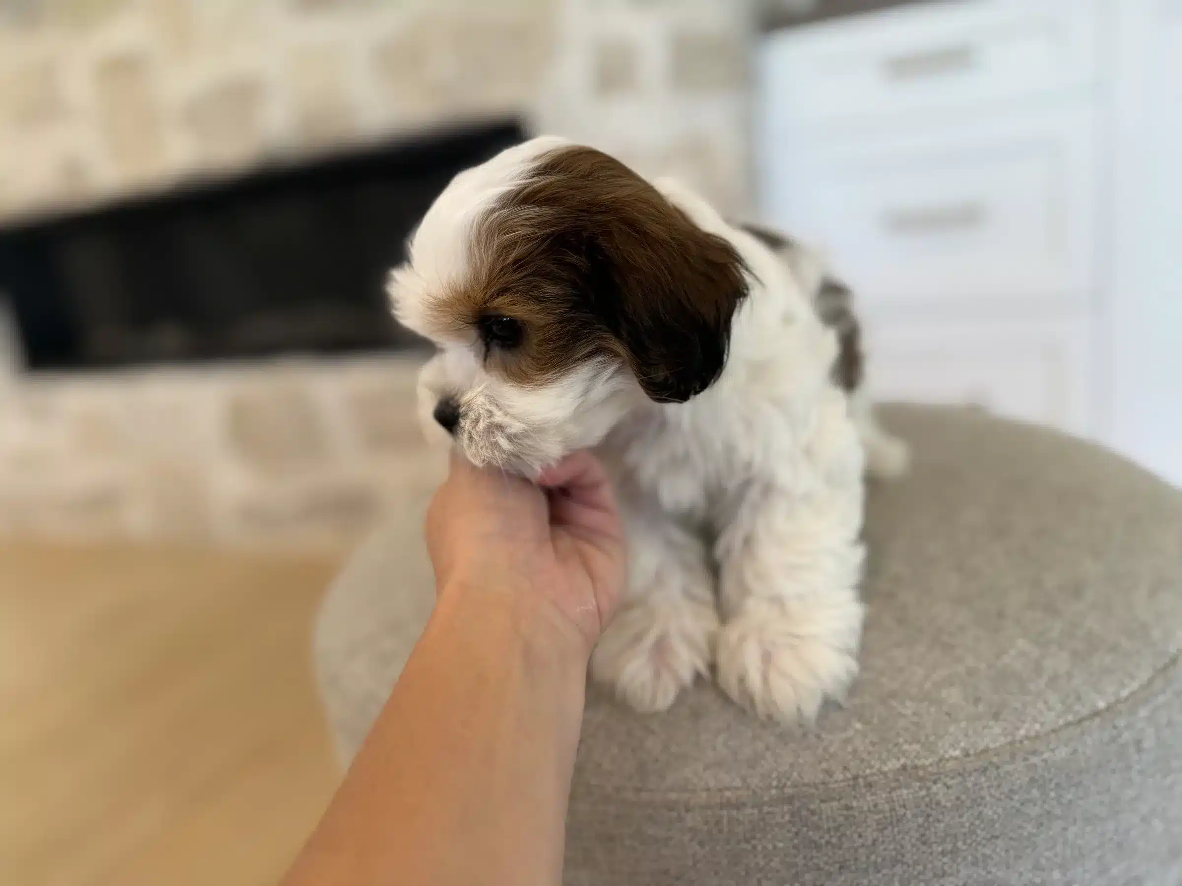 Brown-and-white puppy touching a hand indoors, illustrating photo verification for New York City buyers
