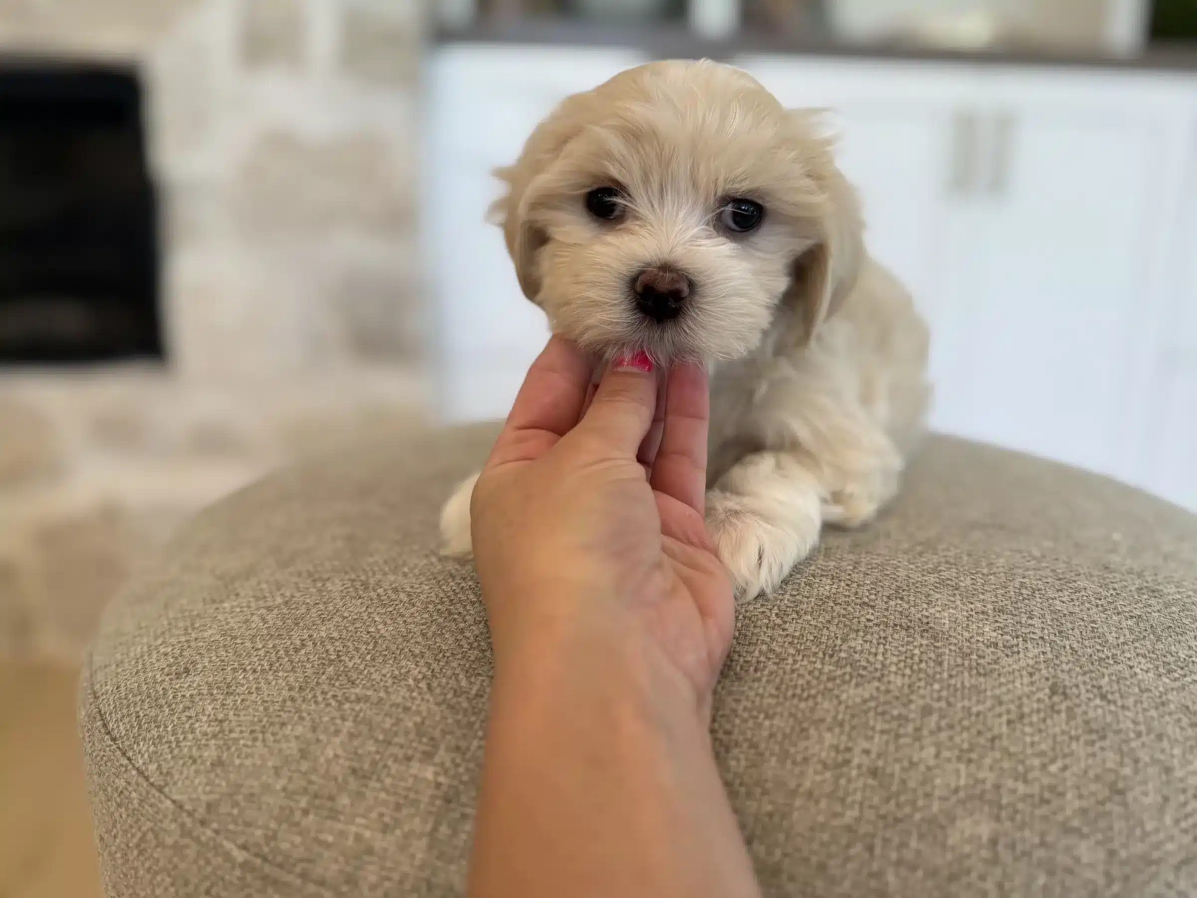 Gentle Puppy Handling | New Jersey Buyer Guide Cream-colored puppy receiving a gentle stroke while resting on a cushion