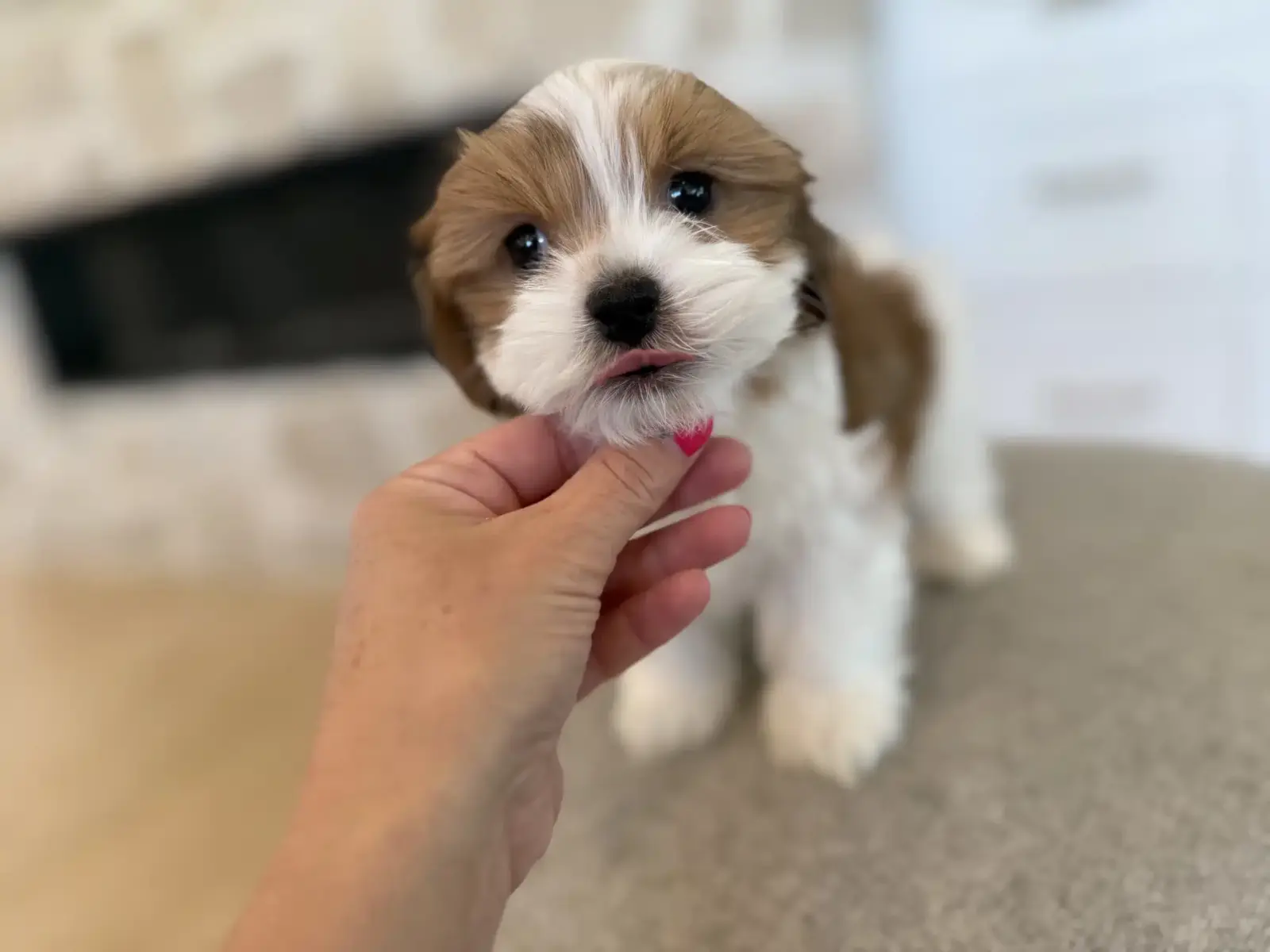 Small brown-and-white puppy gently licking a person's finger, pictured in a Colorado puppy routine guide