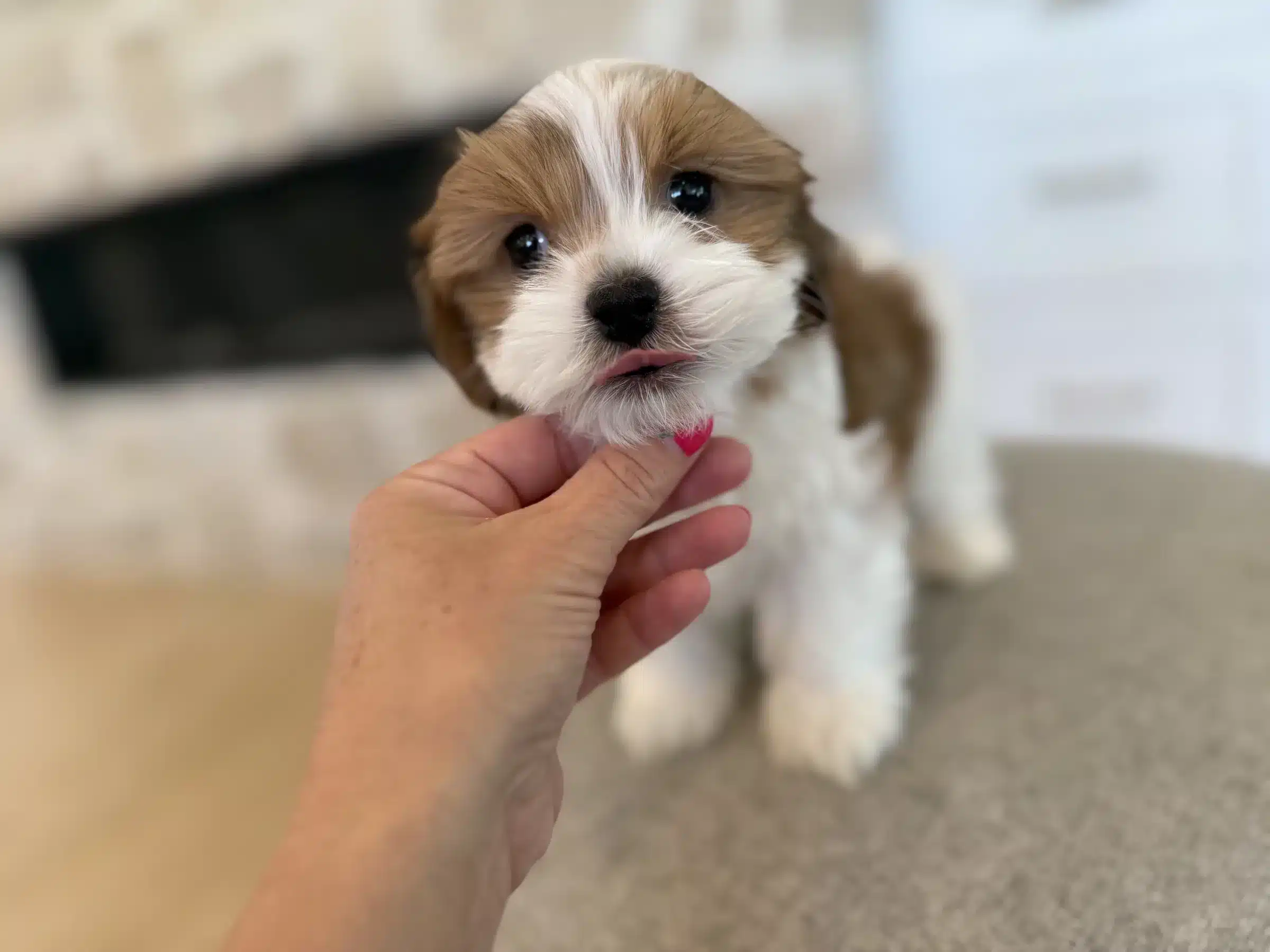 Puppy Interaction | Colorado Family Routine Small brown-and-white puppy gently licking a person's finger, pictured in a Colorado puppy routine guide