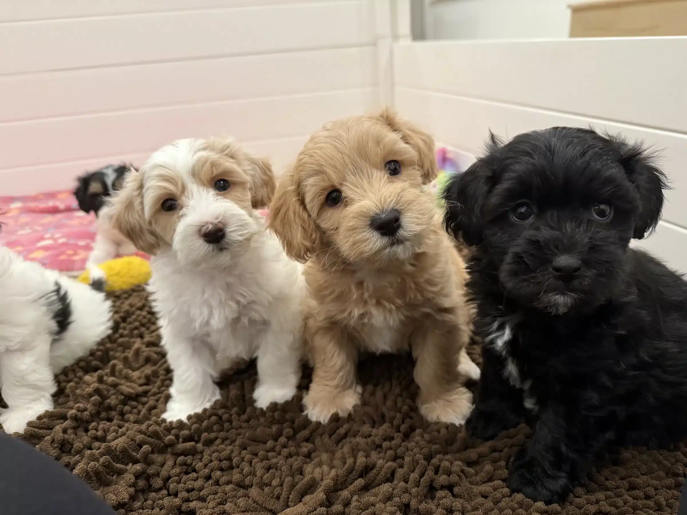 Three small white, tan, and black puppies sitting together in an indoor pen.