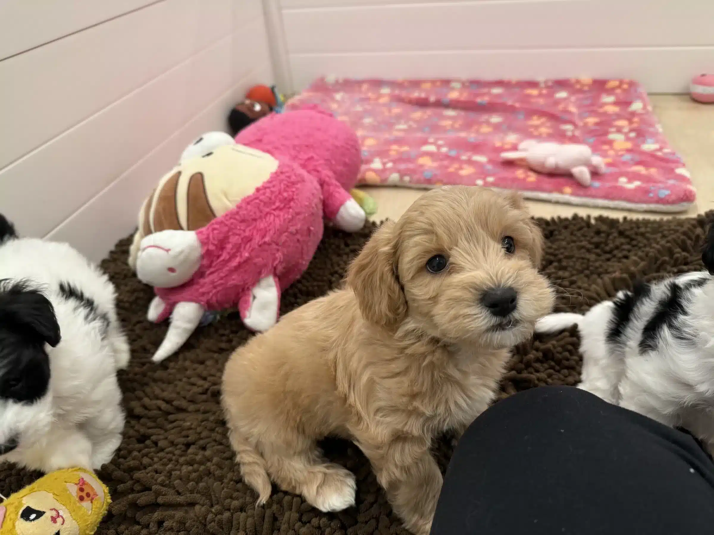 Puppy and Toy | New Jersey Homecoming Plan Fluffy golden puppy on a rug beside a large pink stuffed toy