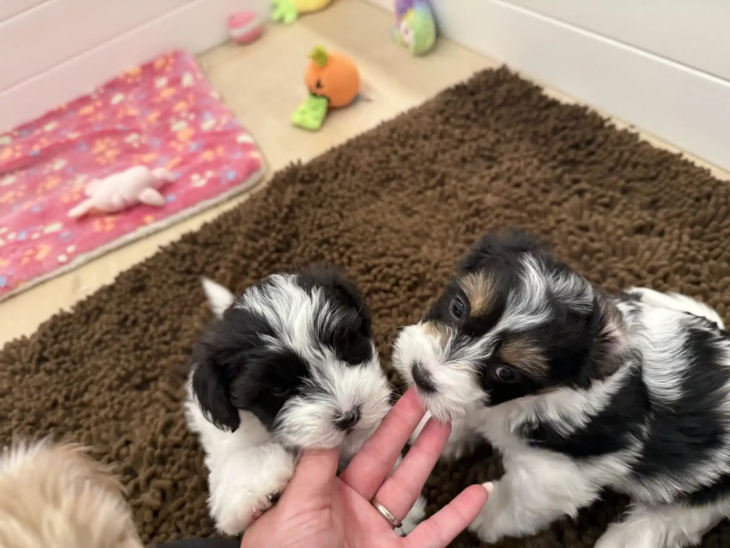 Two Puppies and Gentle Handling | Colorado Fit Guide Two small puppies interacting with a person's fingers on a brown rug in a Colorado family-fit guide